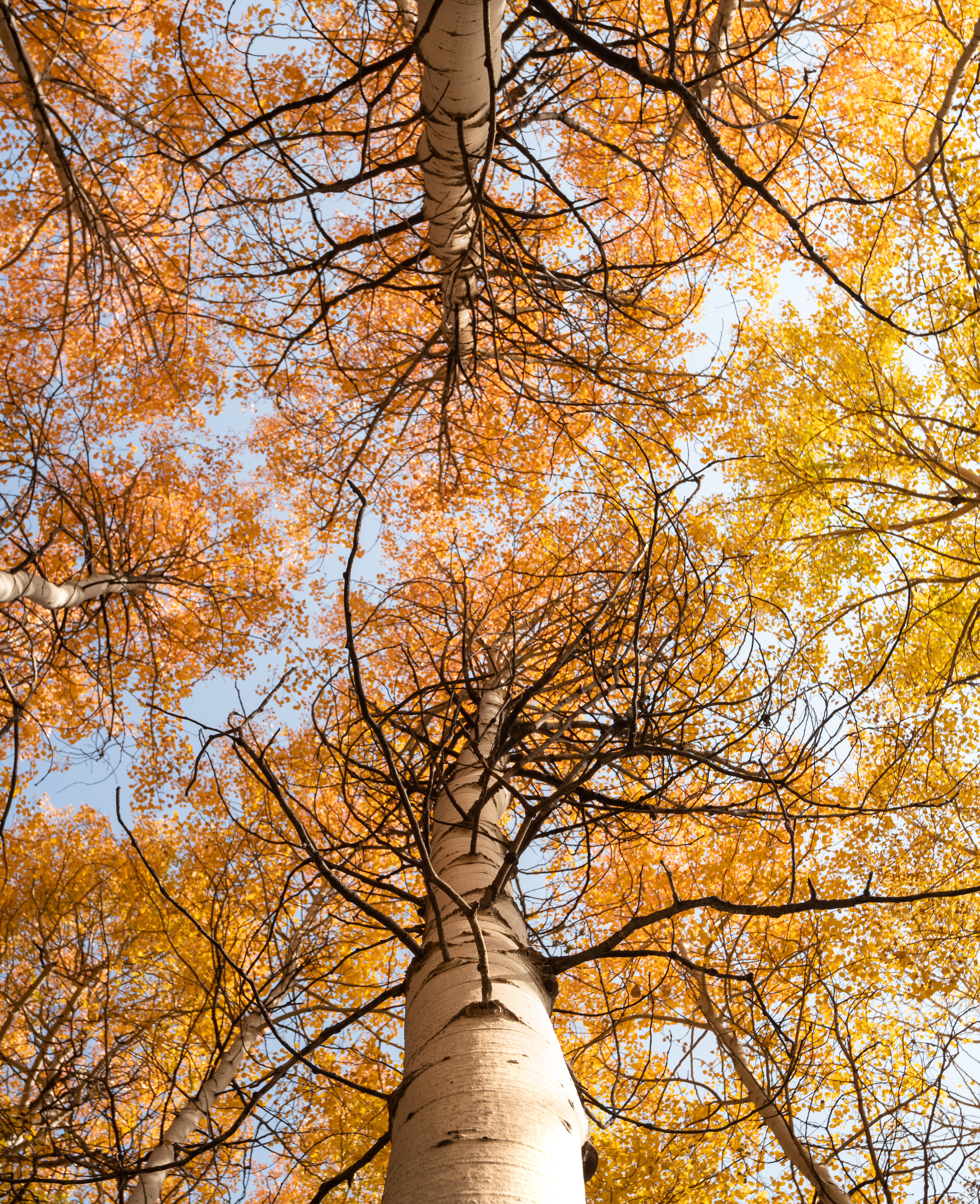 無料モバイル壁紙自然, 木, 枝, ブランチ, 黄色, スカイ, 秋をダウンロードします。
