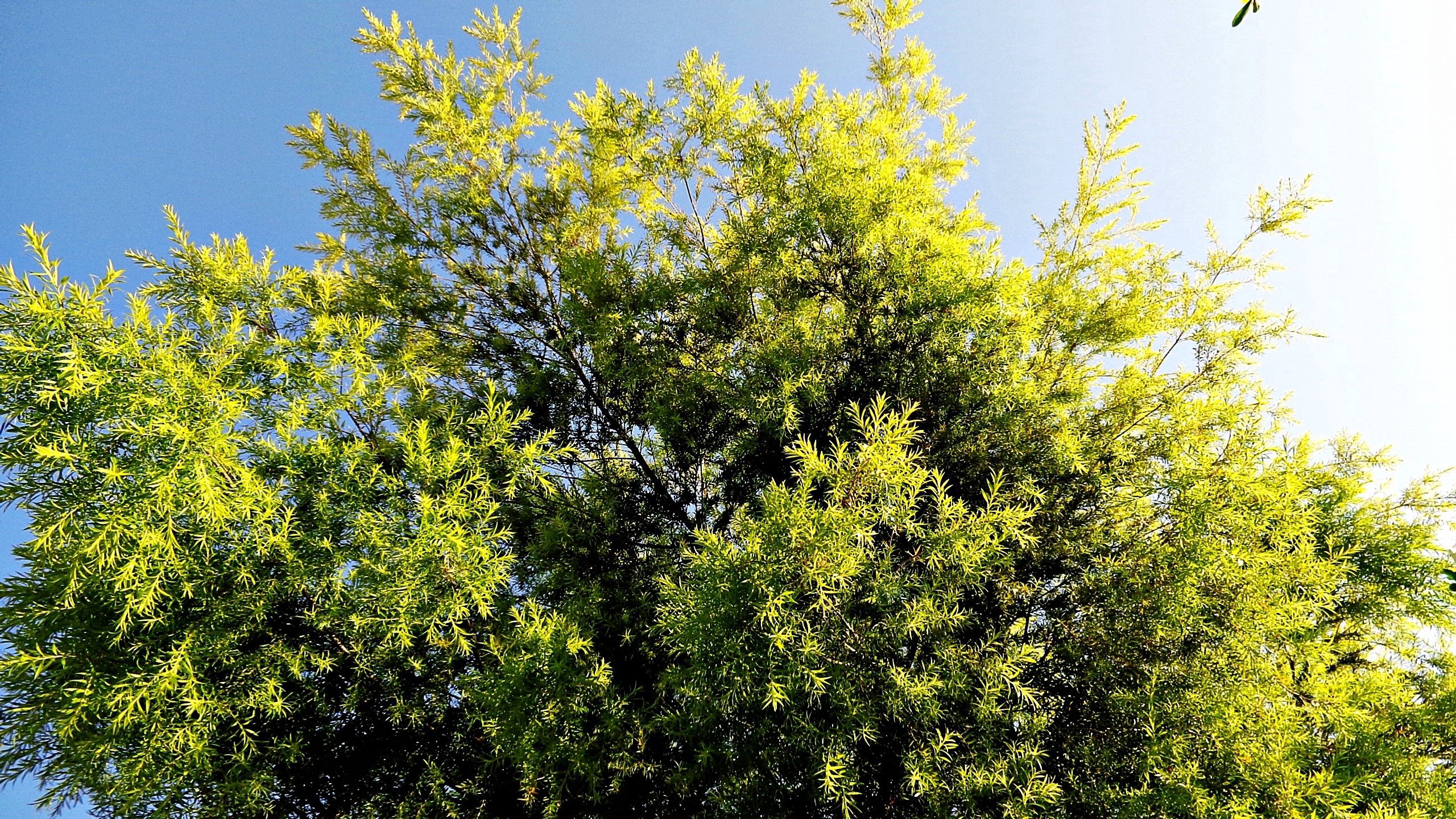 Free download wallpaper Nature, Sky, Leaves, Summer, Shine, Light, Wood, Tree on your PC desktop