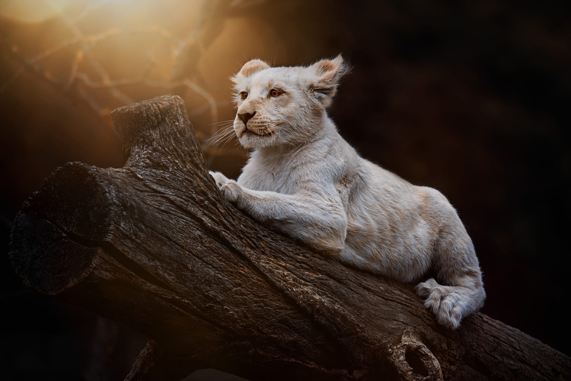 Download mobile wallpaper Cats, Lion, Animal, Baby Animal, Cub for free.