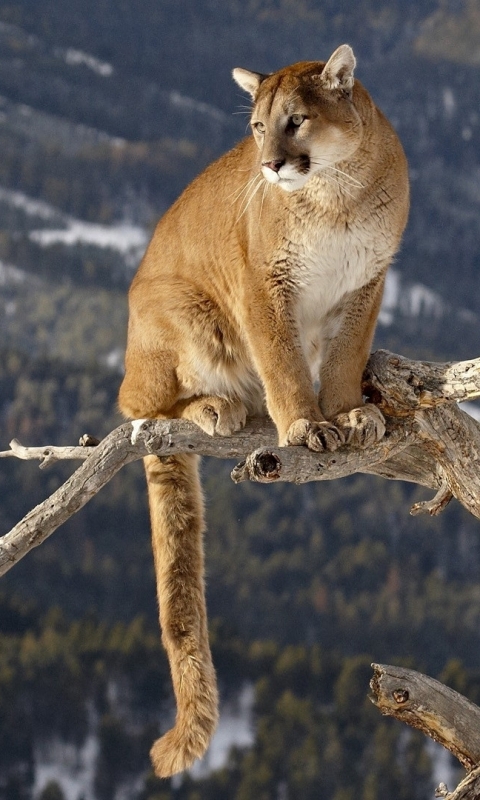 Download mobile wallpaper Cats, Animal, Cougar for free.