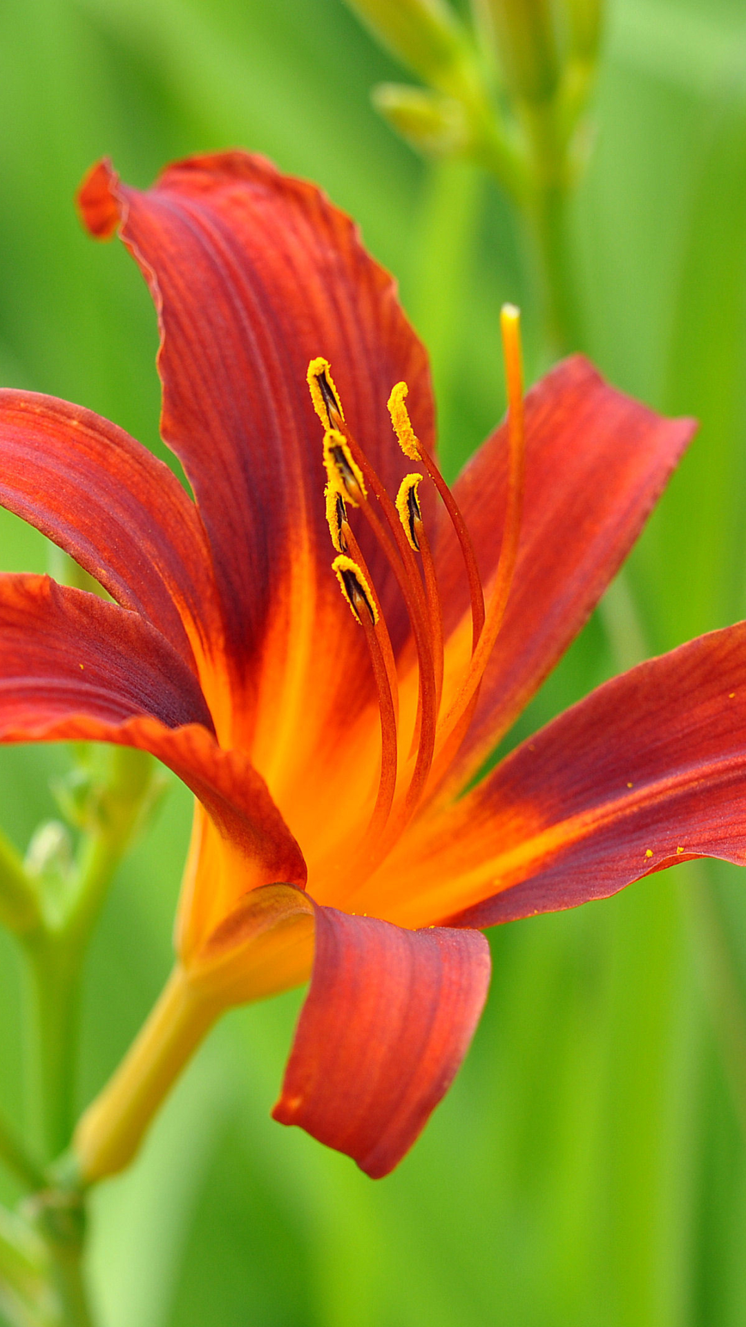 Download mobile wallpaper Flowers, Flower, Close Up, Earth, Lily, Red Flower for free.