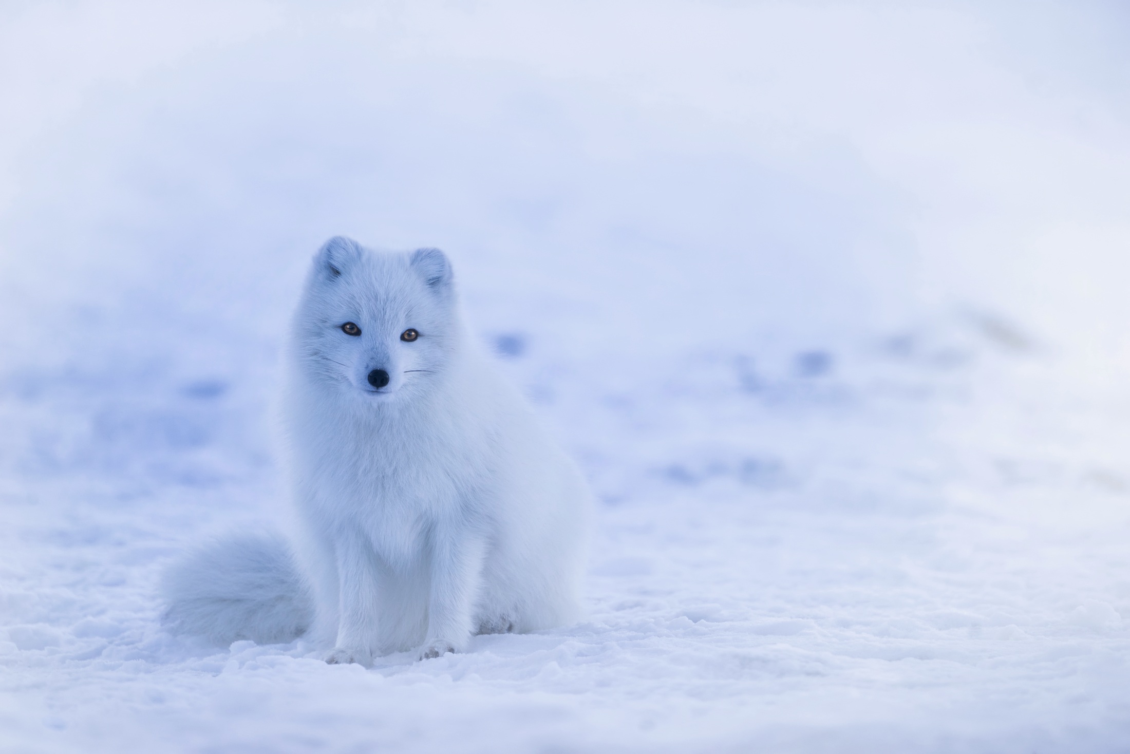 Скачать обои бесплатно Животные, Собаки, Снег, Белый, Лисица, Арктическая Лиса картинка на рабочий стол ПК