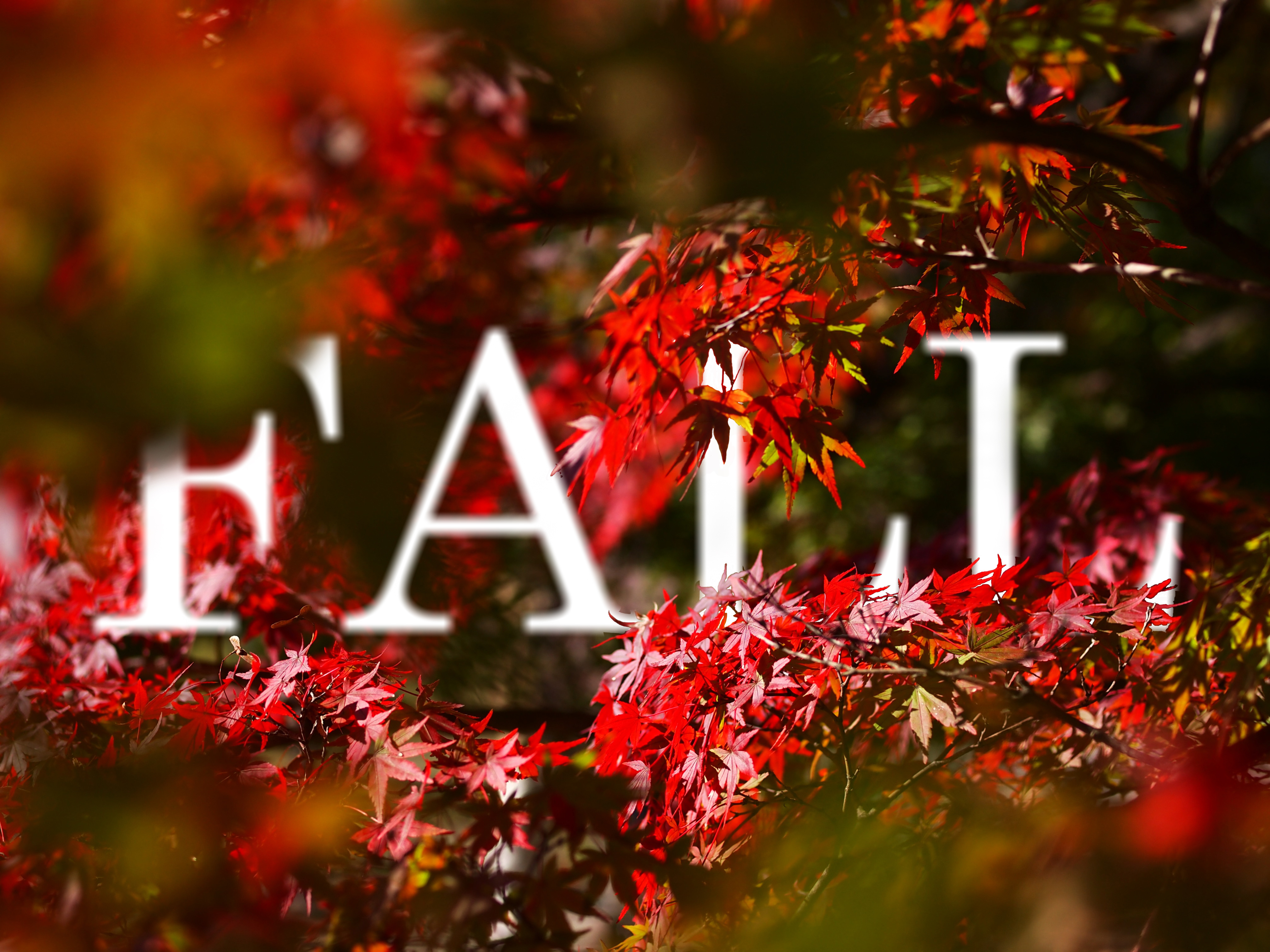 Laden Sie das Herbst, Vektor, Blatt, Erde, Fotografie, Jahreszeit, Manipulation-Bild kostenlos auf Ihren PC-Desktop herunter