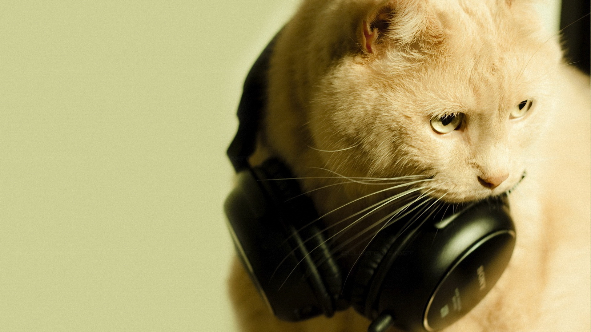 Скачати мобільні шпалери Тварини, Кішки, Музика безкоштовно.