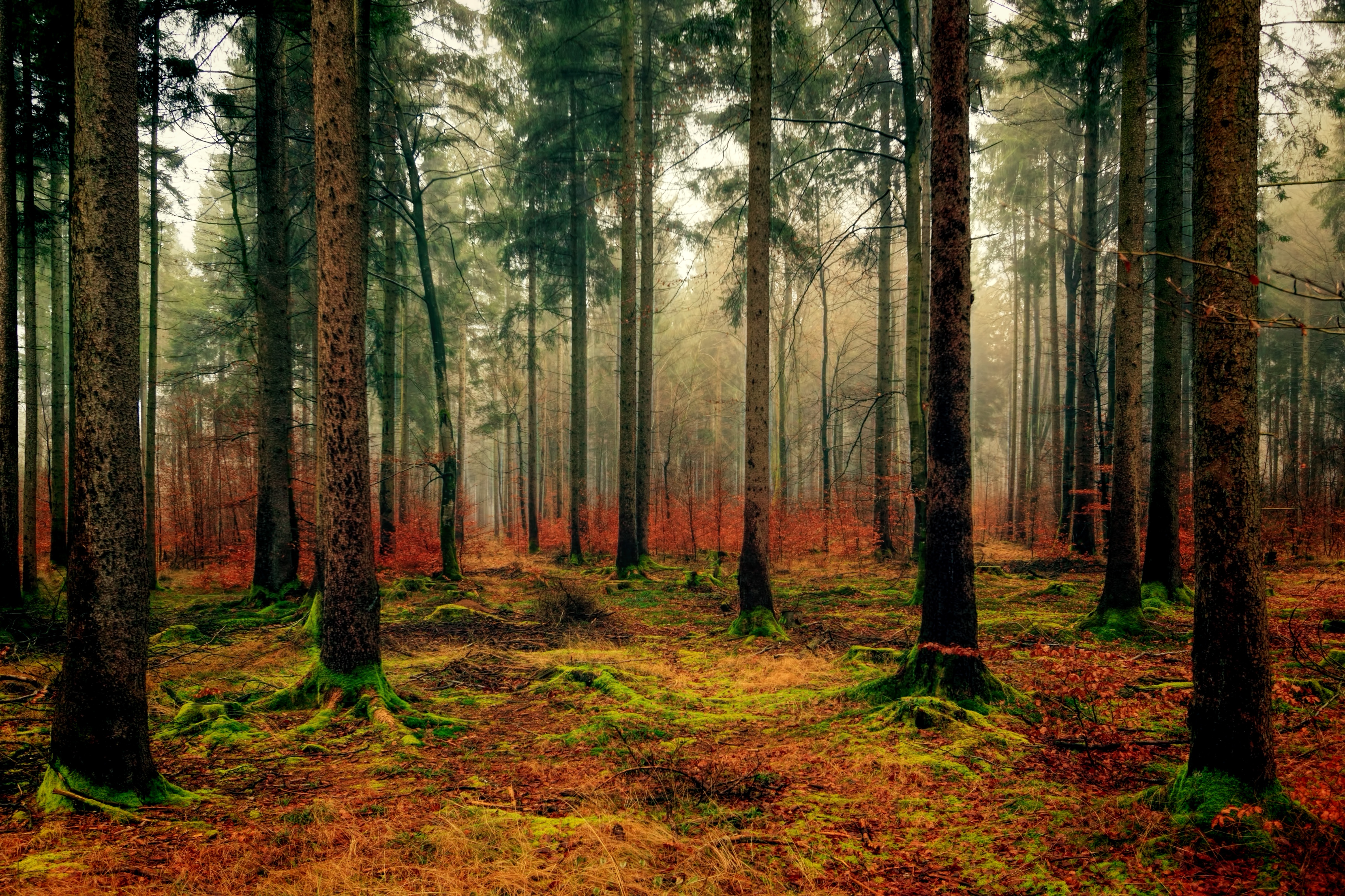 Free download wallpaper Nature, Fallen, Fog, Foliage, Forest, Autumn on your PC desktop