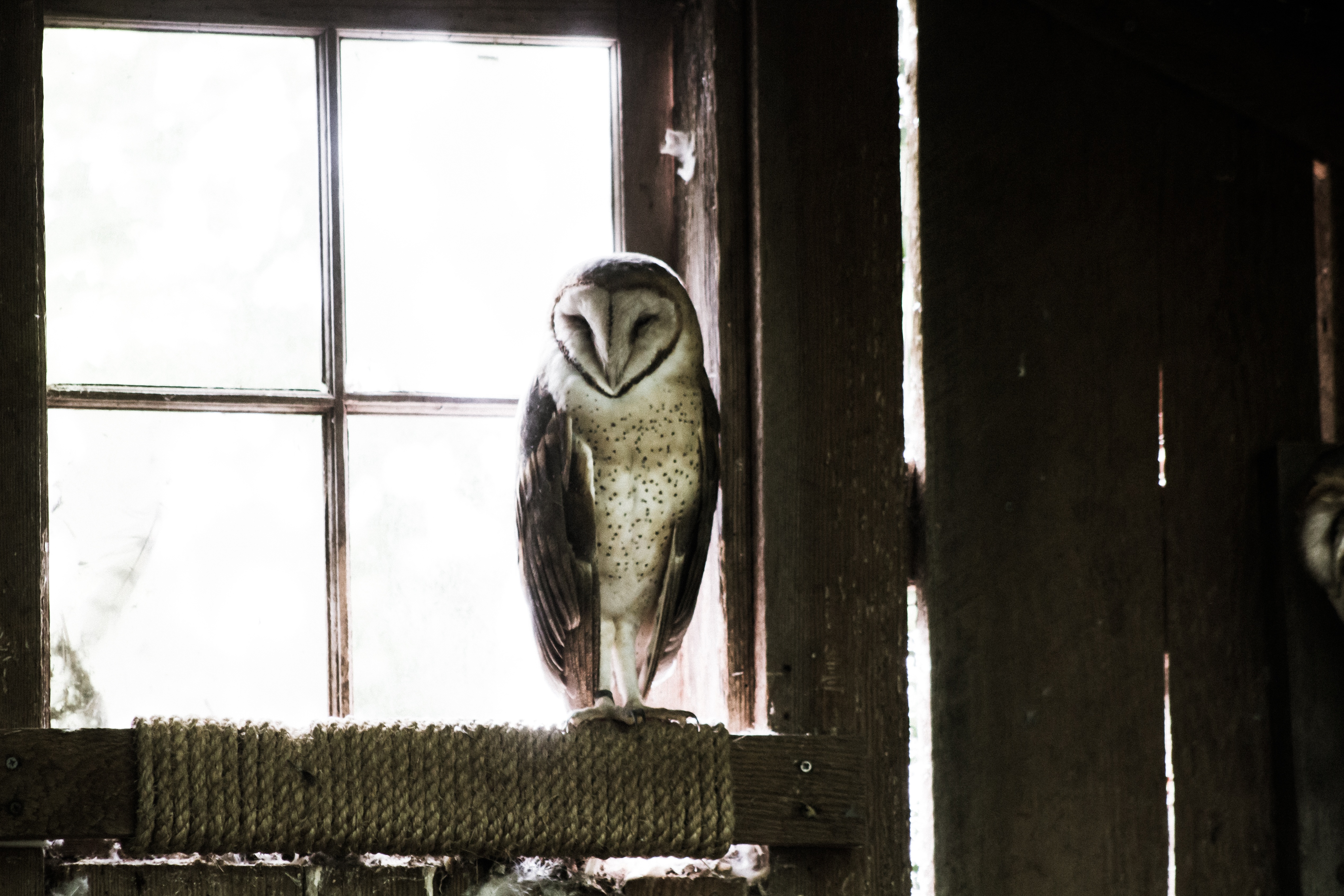 premises, animals, owl, bird, predator, room HD wallpaper