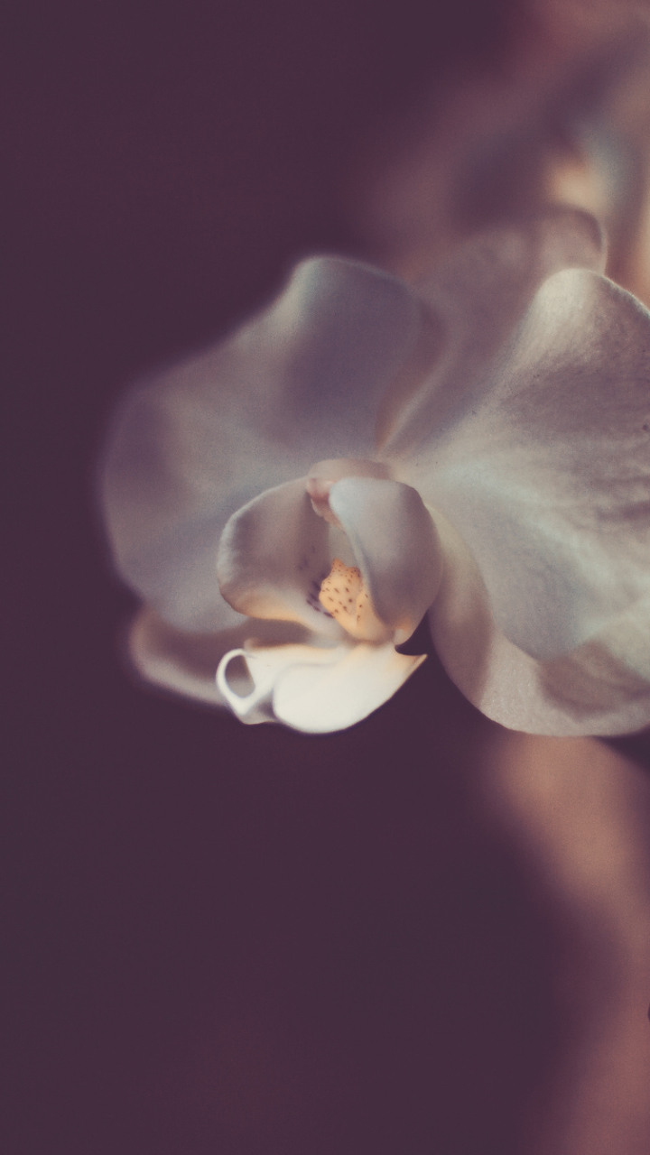 1109419 Bildschirmschoner und Hintergrundbilder Blumen auf Ihrem Telefon. Laden Sie  Bilder kostenlos herunter