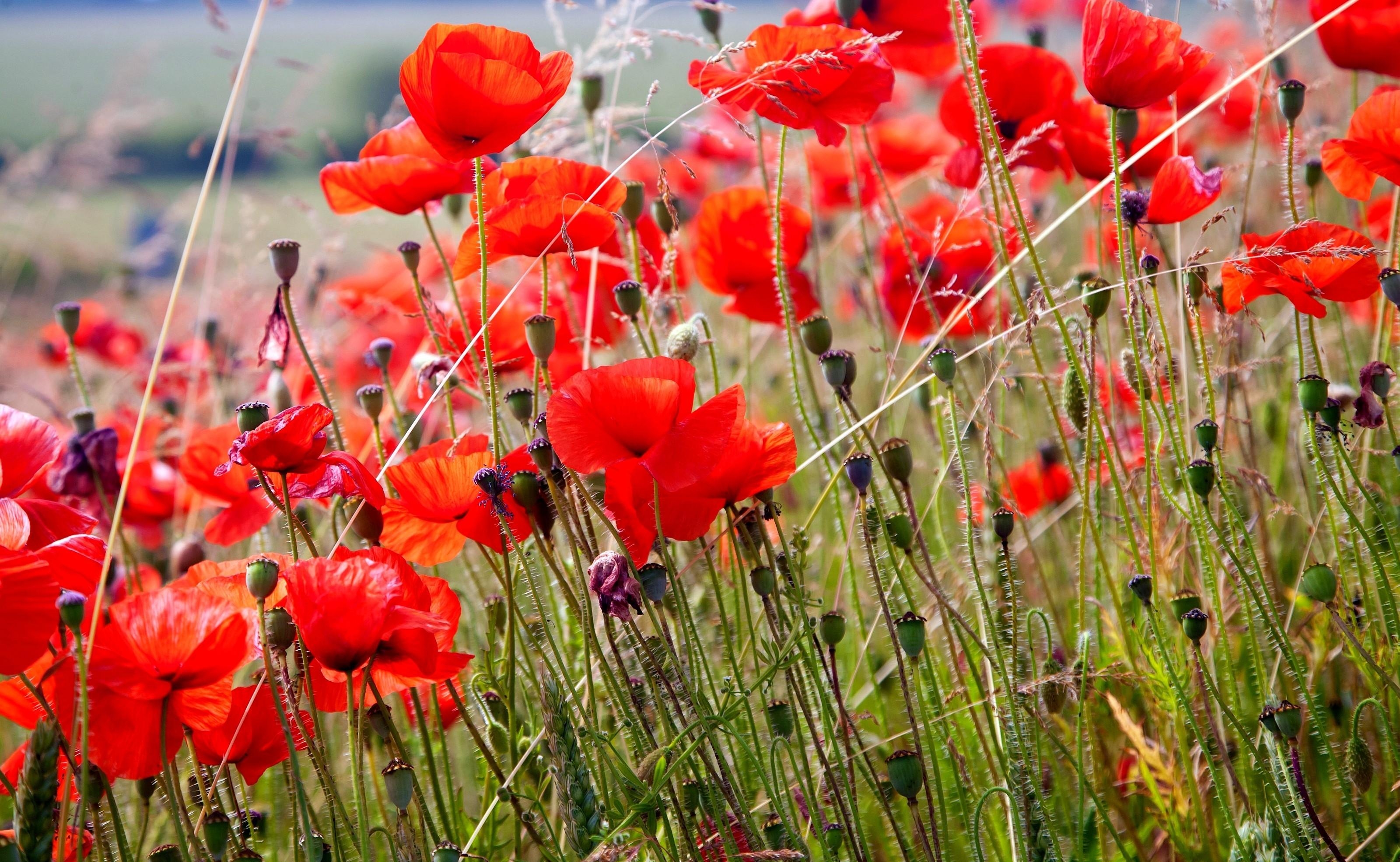 Download mobile wallpaper Field, Smooth, Summer, Flowers, Blur, Poppies for free.