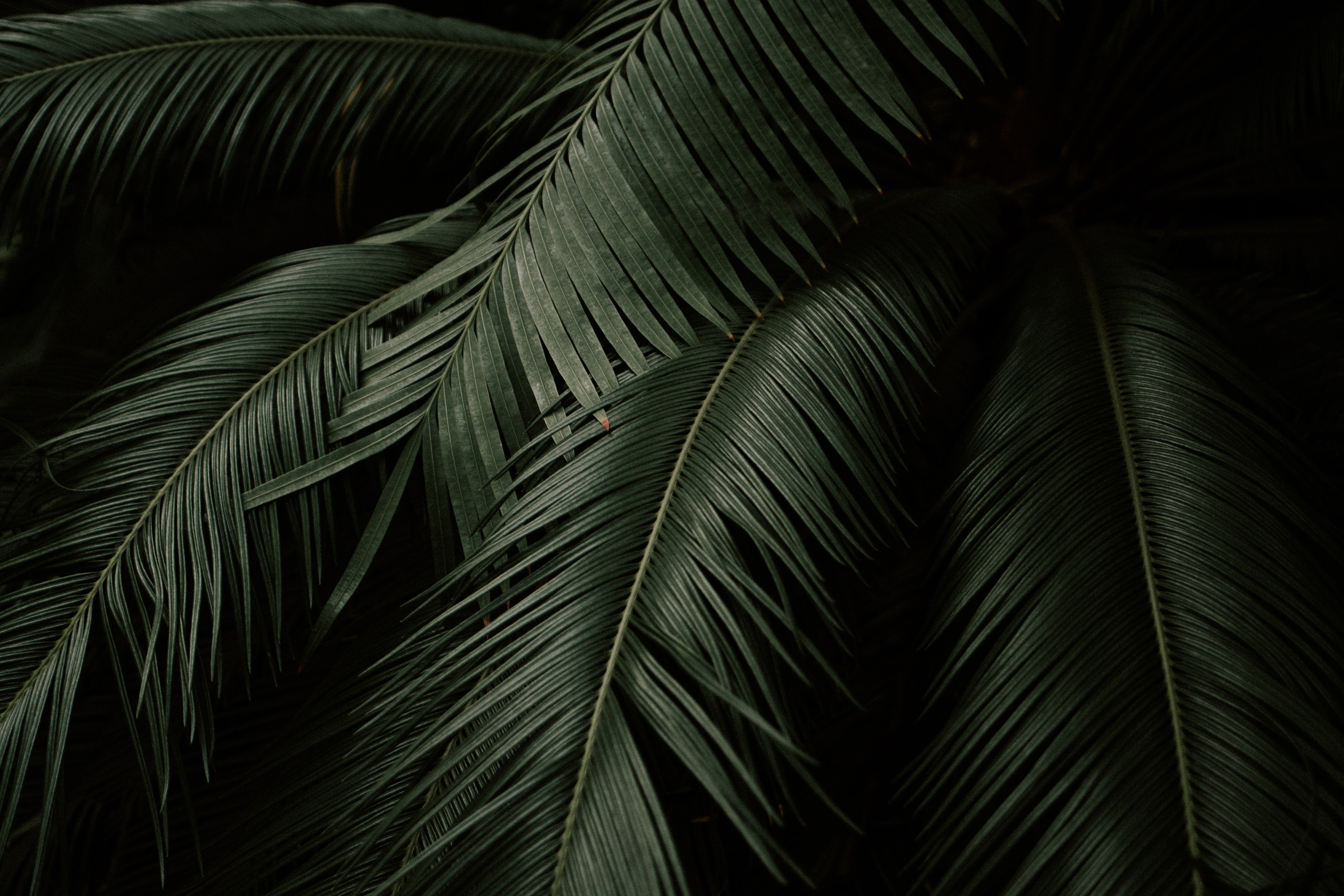 Free download wallpaper Dark, Palm, Branches, Leaves, Nature on your PC desktop