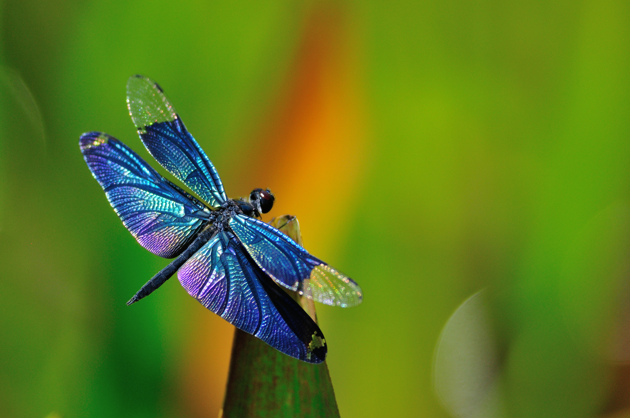 308946 descargar fondo de pantalla insectos, animales, libélula, azul, insecto: protectores de pantalla e imágenes gratis