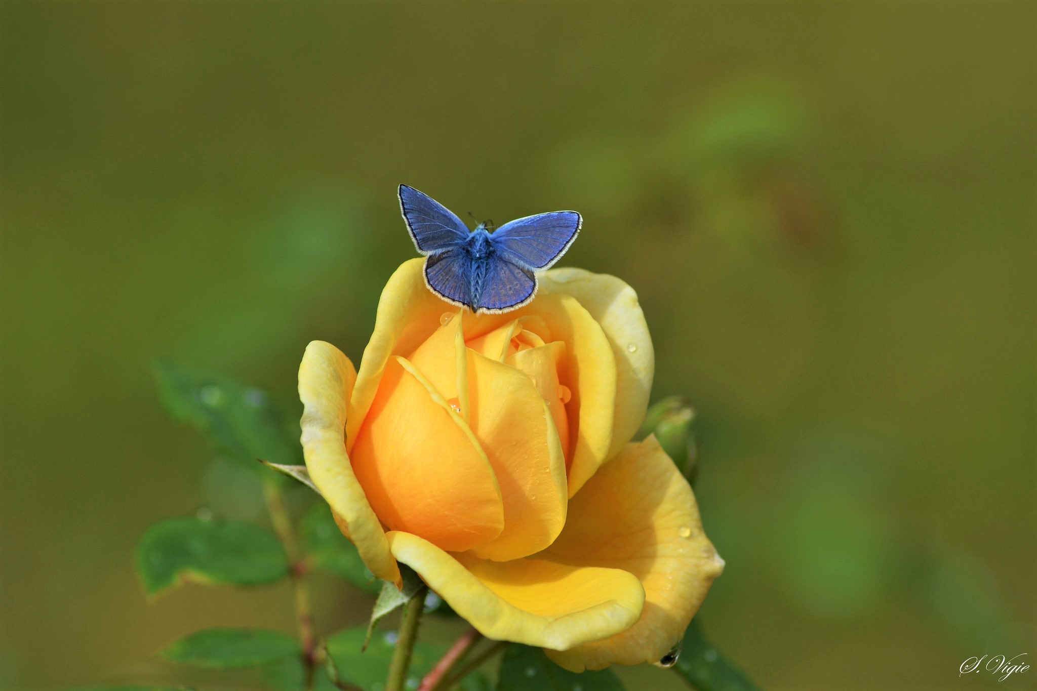 Laden Sie das Tiere, Schmetterlinge, Blume, Makro, Rose, Gelbe Blume-Bild kostenlos auf Ihren PC-Desktop herunter