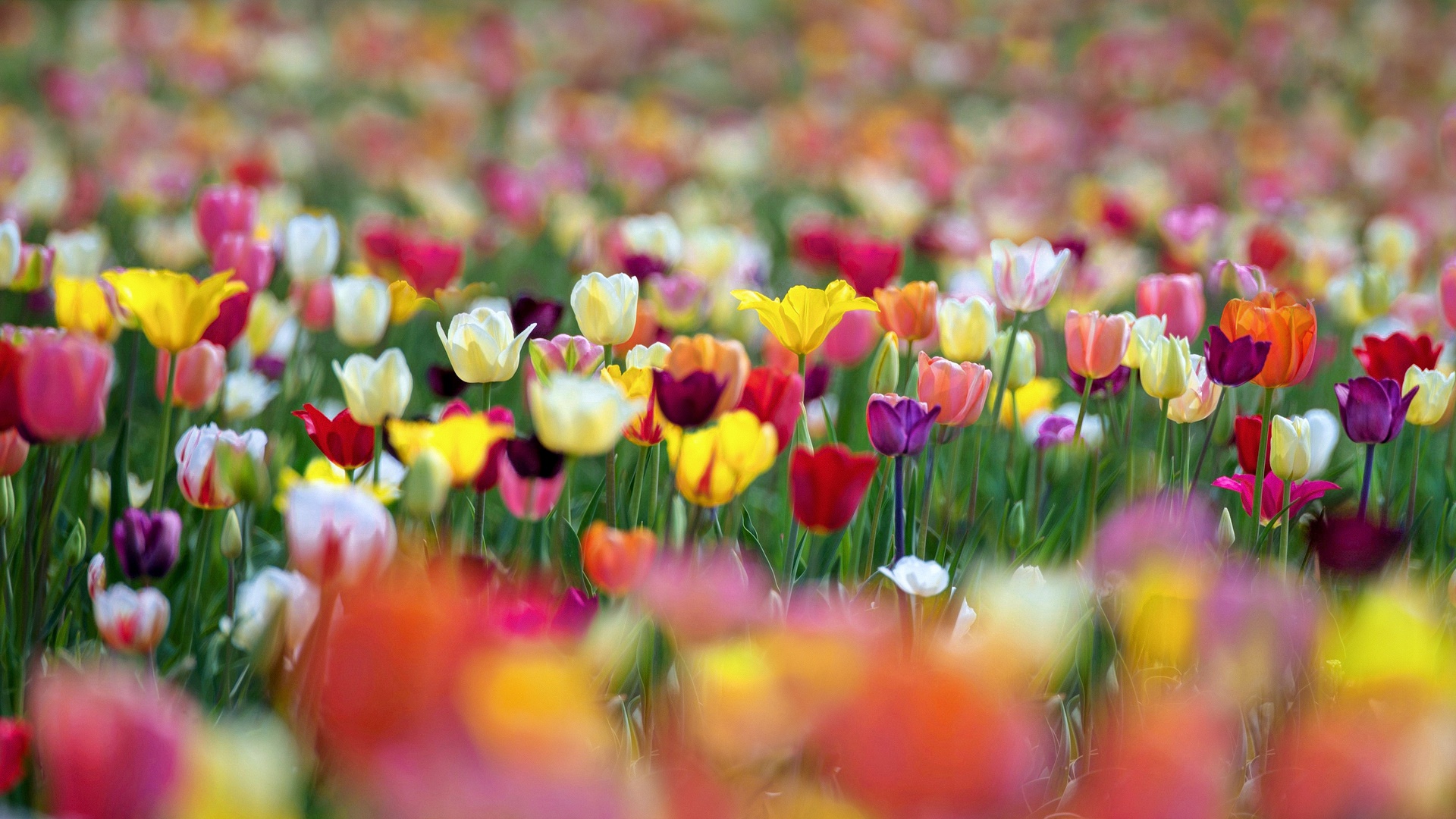 Descarga gratuita de fondo de pantalla para móvil de Flores, Flor, Primavera, Tulipán, Tierra/naturaleza, Difuminado.