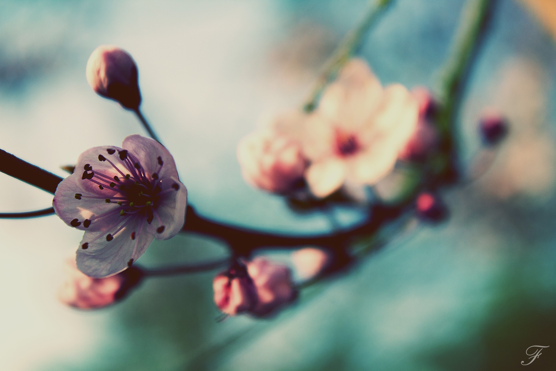 Free download wallpaper Blossom, Flowers, Earth on your PC desktop