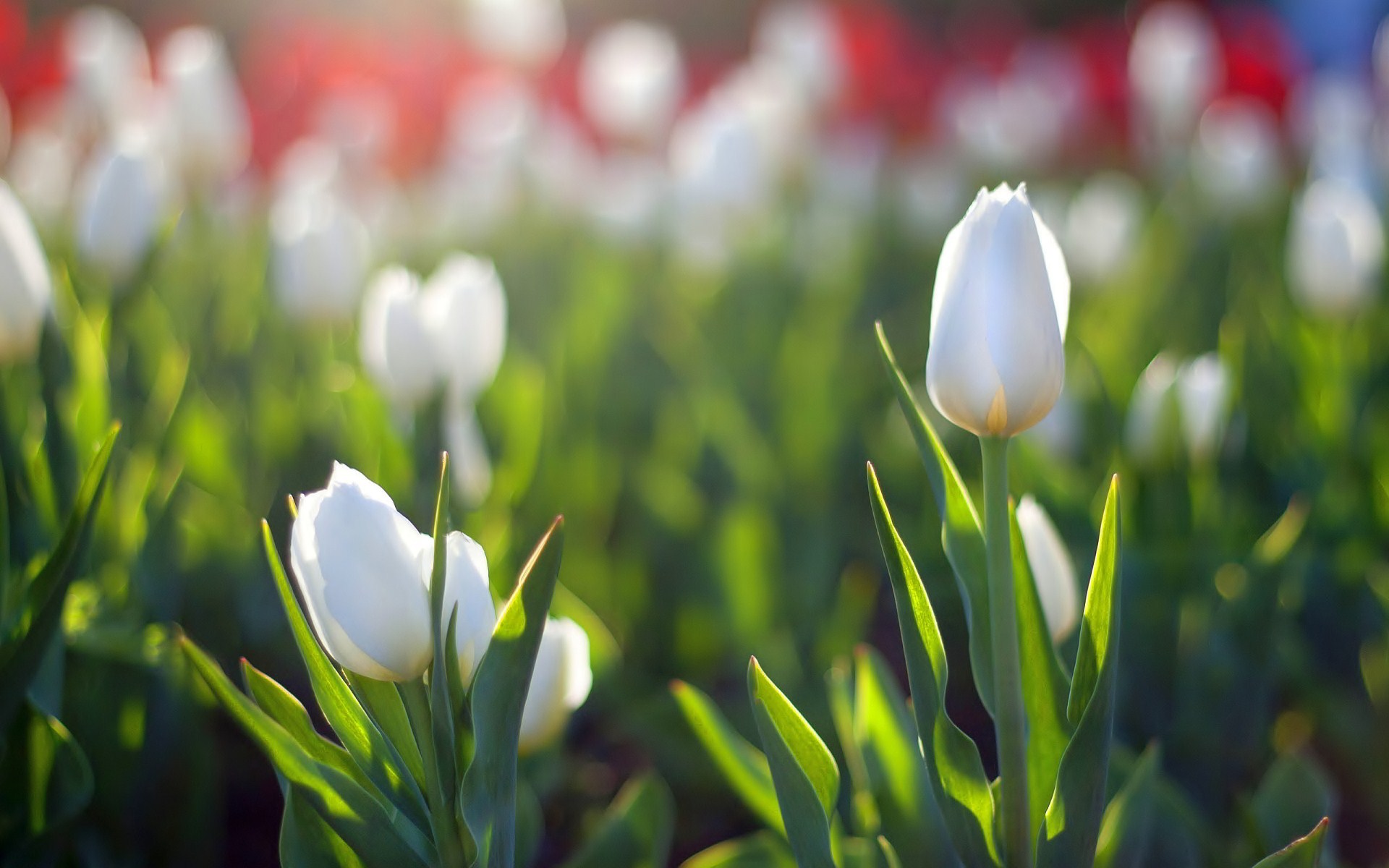 Free download wallpaper Tulip, Flowers, Earth on your PC desktop