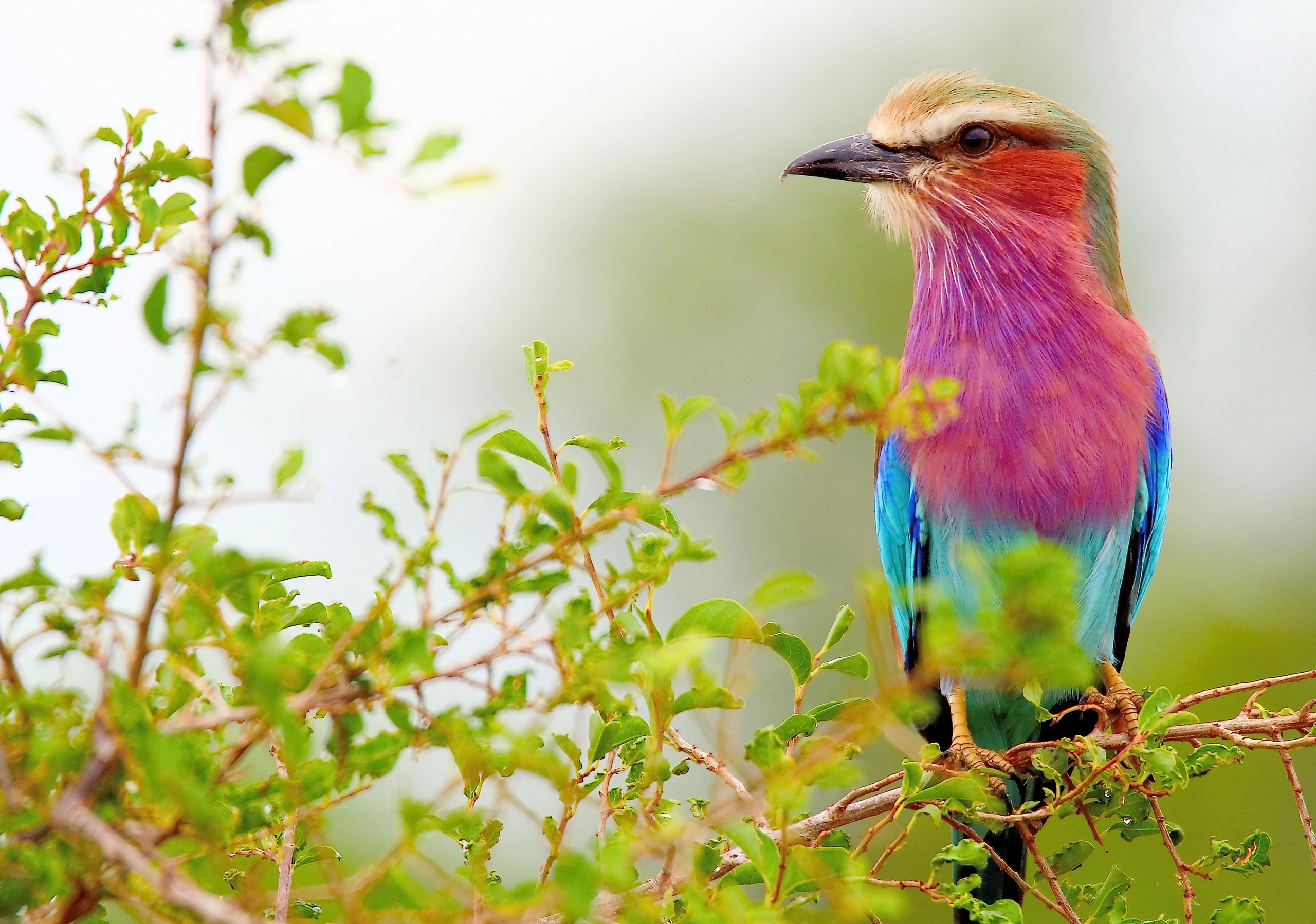 Download mobile wallpaper Birds, Bird, Branch, Animal, Lilac Breasted Roller for free.