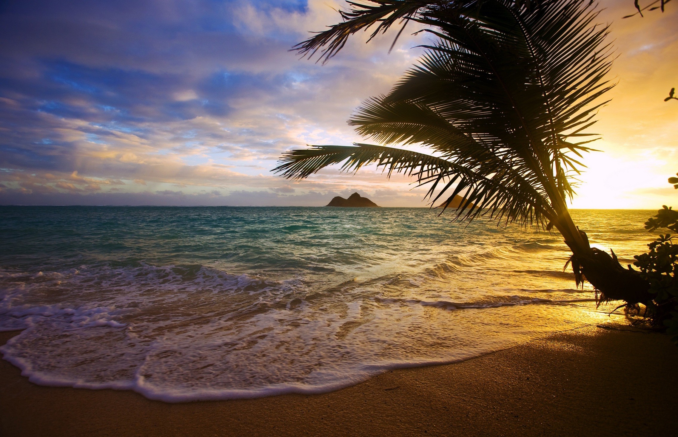 Download mobile wallpaper Sea, Beach, Earth, Tropics, Tropical, Wave, Palm Tree for free.