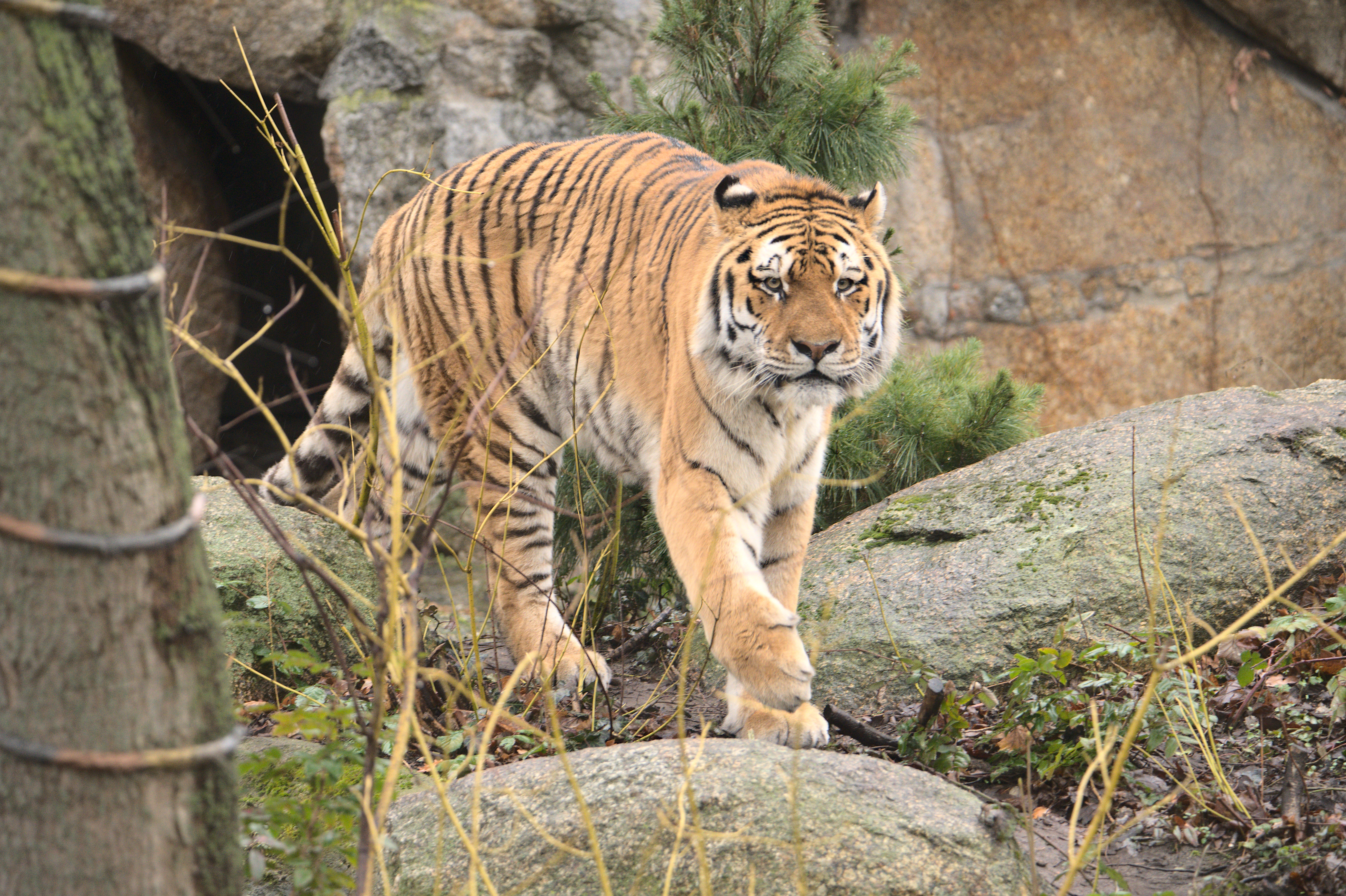 wildlife, animals, predator, big cat, tiger, animal Panoramic Wallpaper