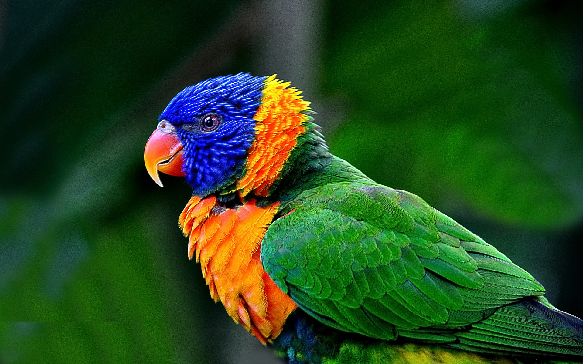 349927 descargar fondo de pantalla animales, loro arcoiris, ave, loro, aves: protectores de pantalla e imágenes gratis