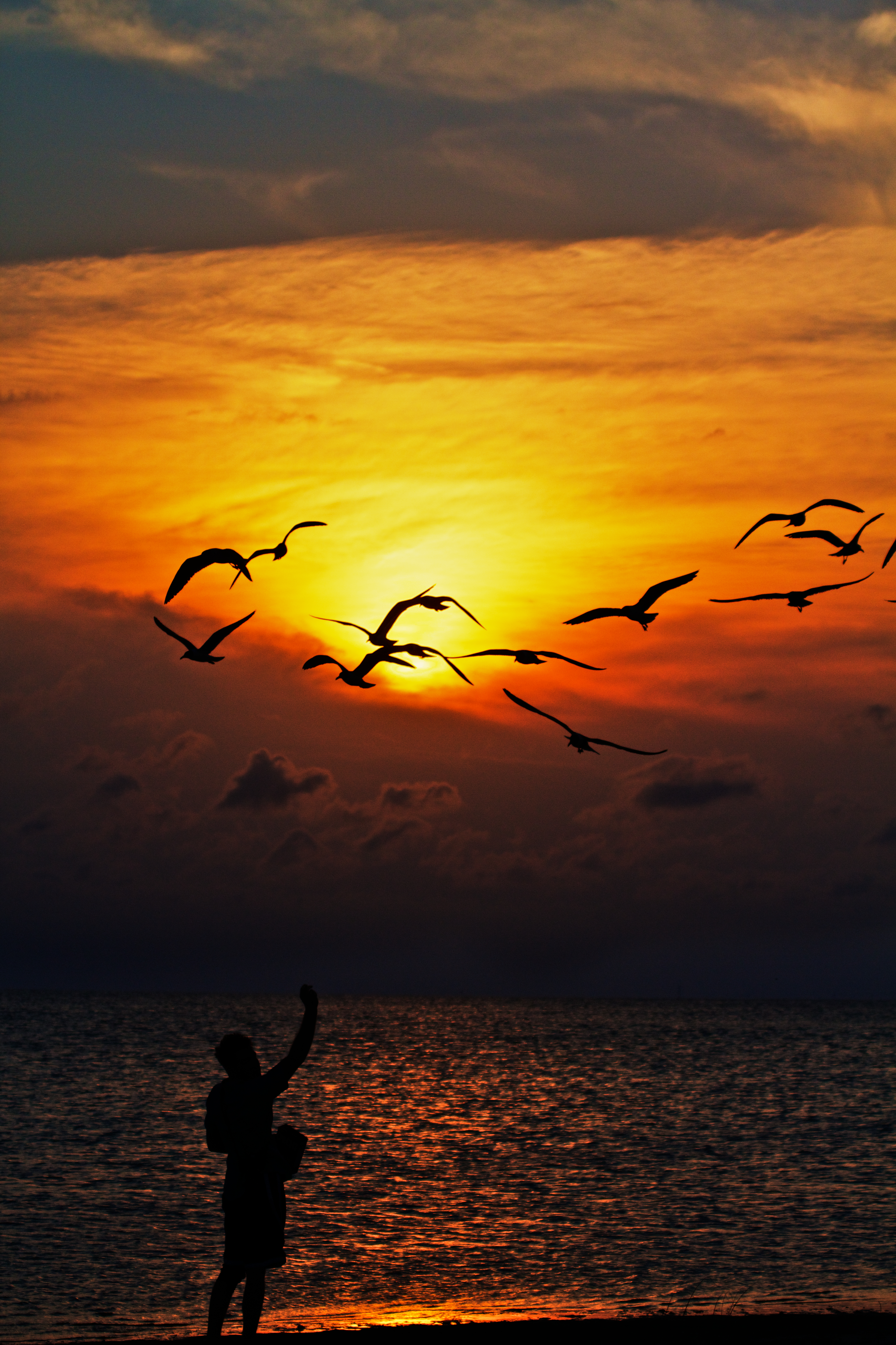 94724 descargar imagen naturaleza, birds, puesta del sol, mar, siluetas: fondos de pantalla y protectores de pantalla gratis