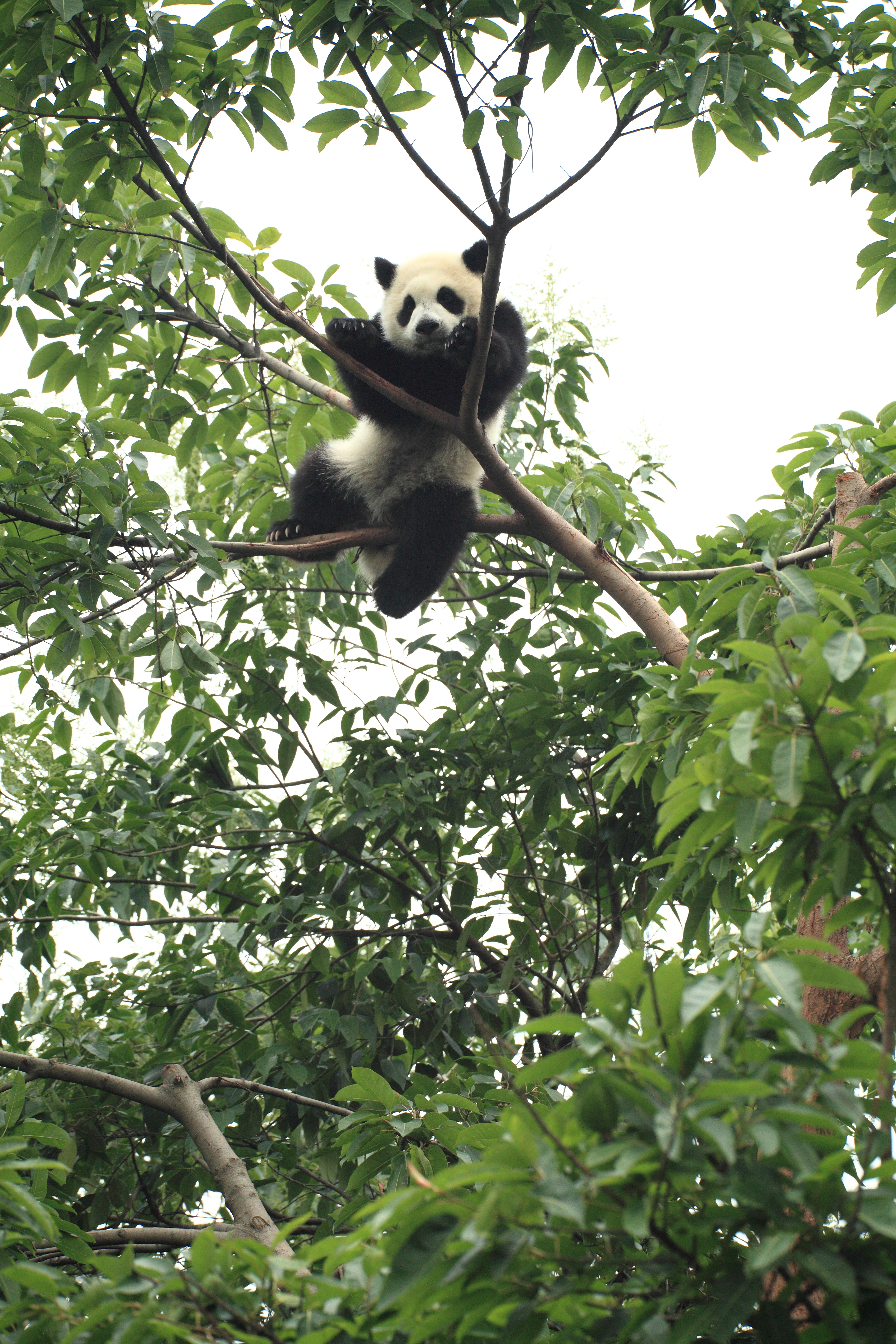 100629 скачать обои панда, забавный, животное, животные, дерево - заставки и картинки бесплатно