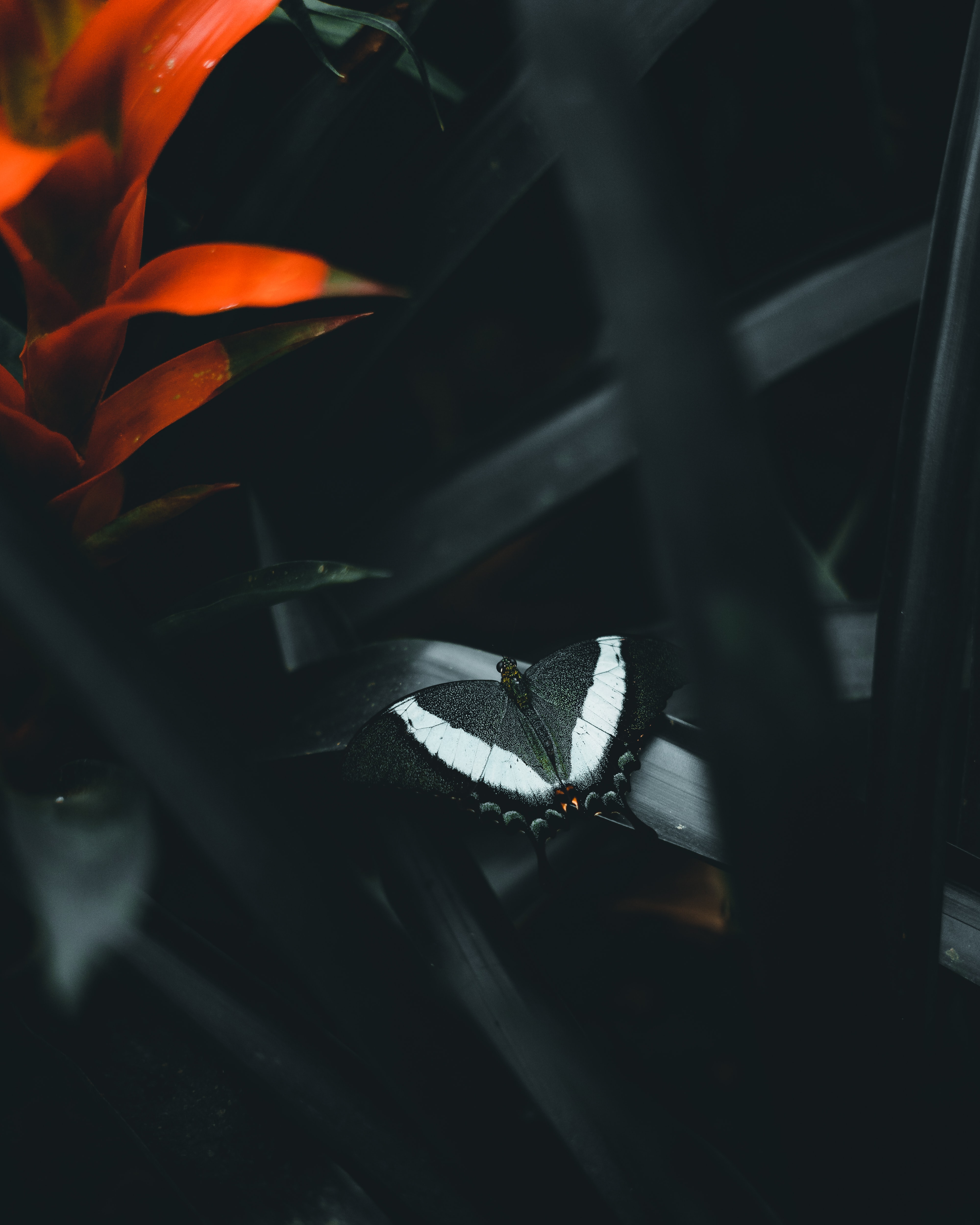 butterfly, dark, flower, animals, leaves Smartphone Background