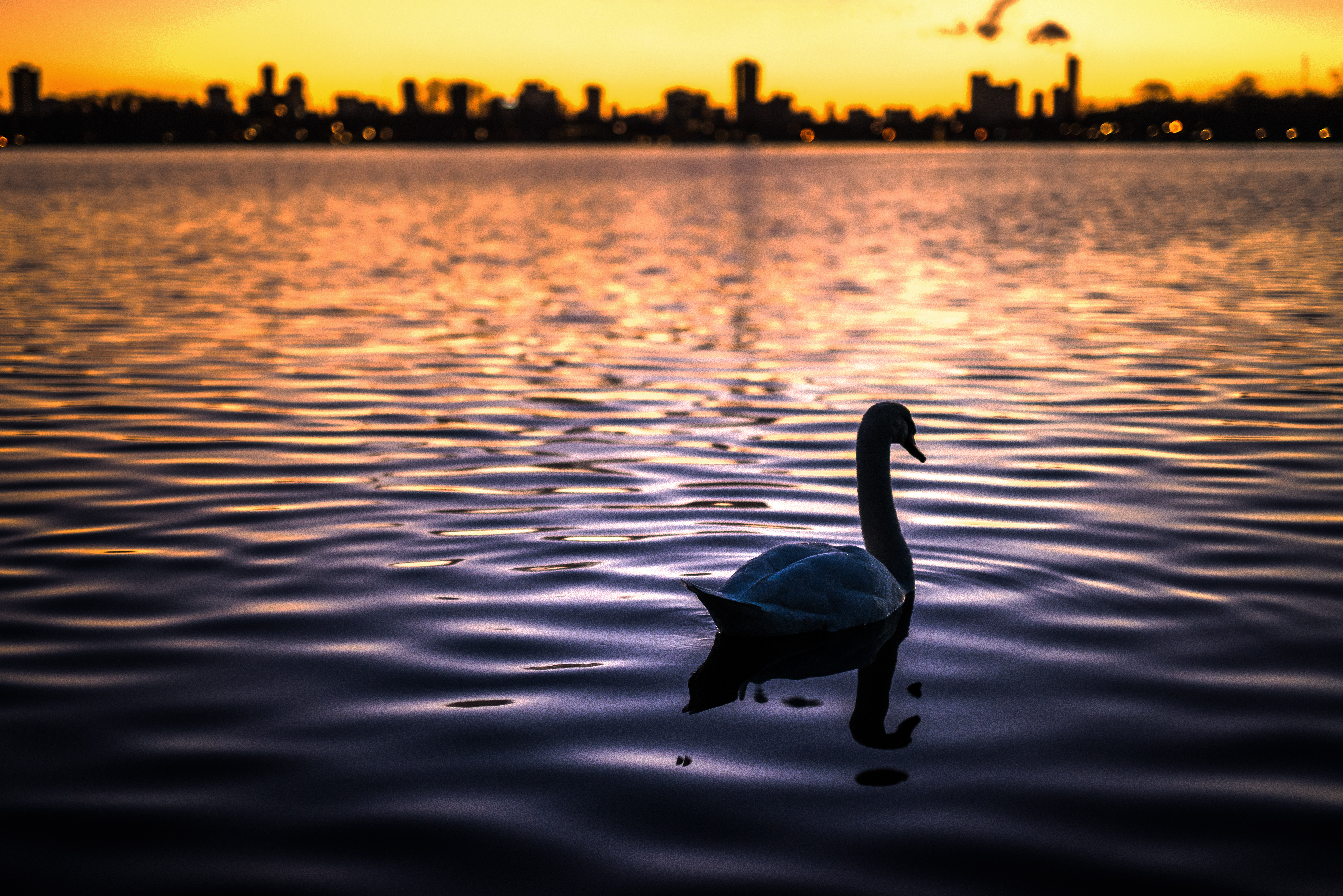 Descarga gratuita de fondo de pantalla para móvil de Animales, Cisne, Aves, Ave, Atardecer.