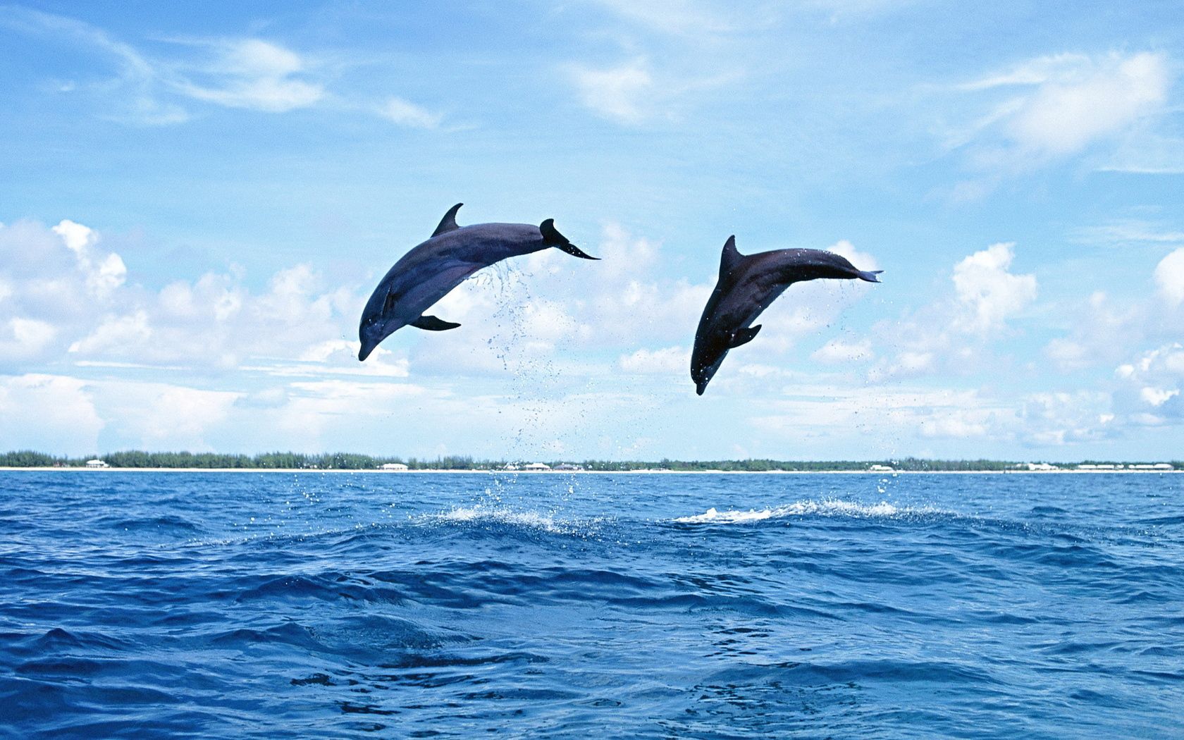 bounce, dolfins, animals, sea, waves, couple, pair, jump