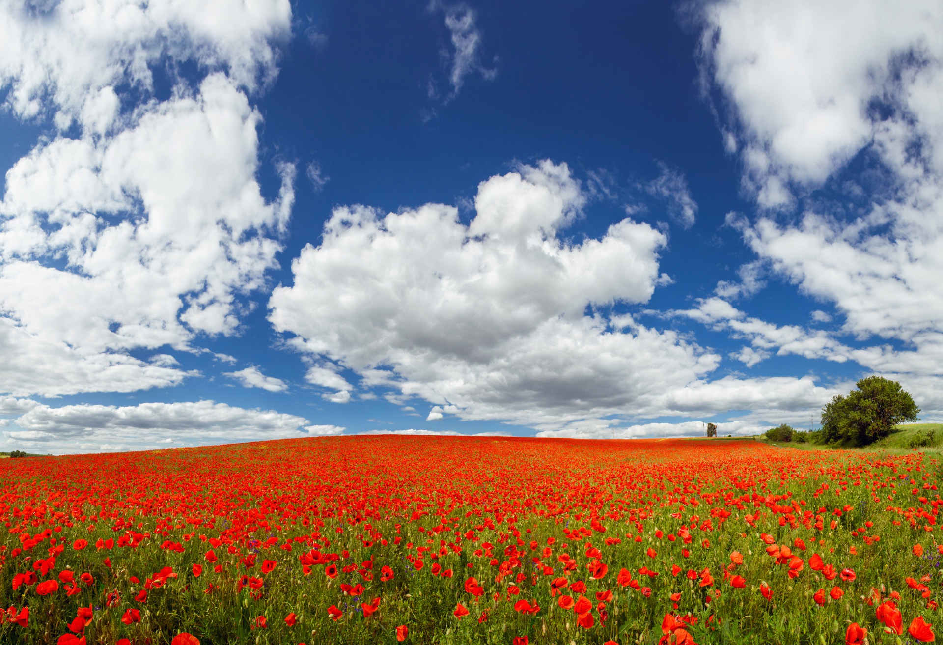 Free download wallpaper Nature, Flowers, Summer, Flower, Earth, Field, Cloud, Poppy, Red Flower on your PC desktop