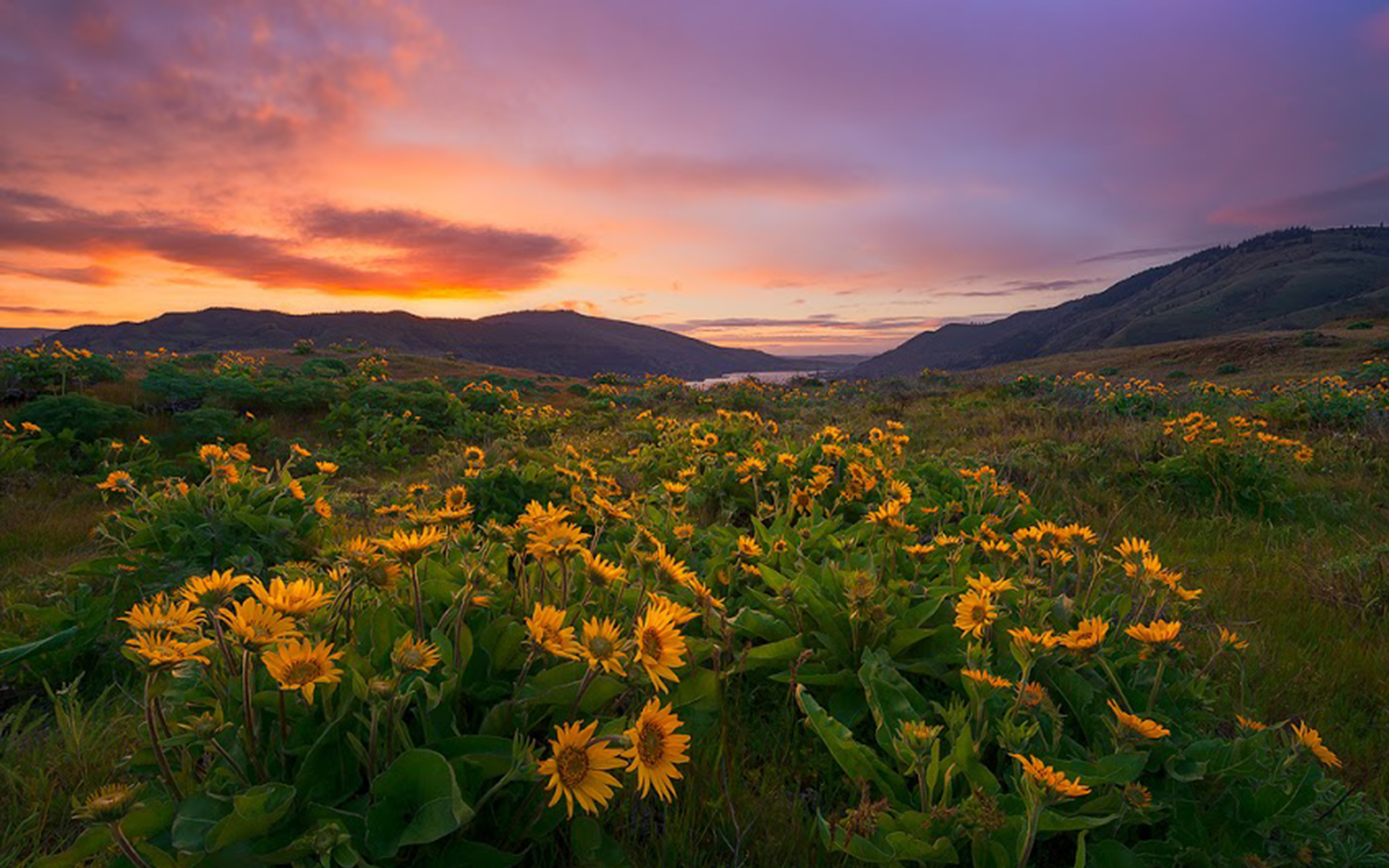 Free download wallpaper Flowers, Earth, Sunflower on your PC desktop