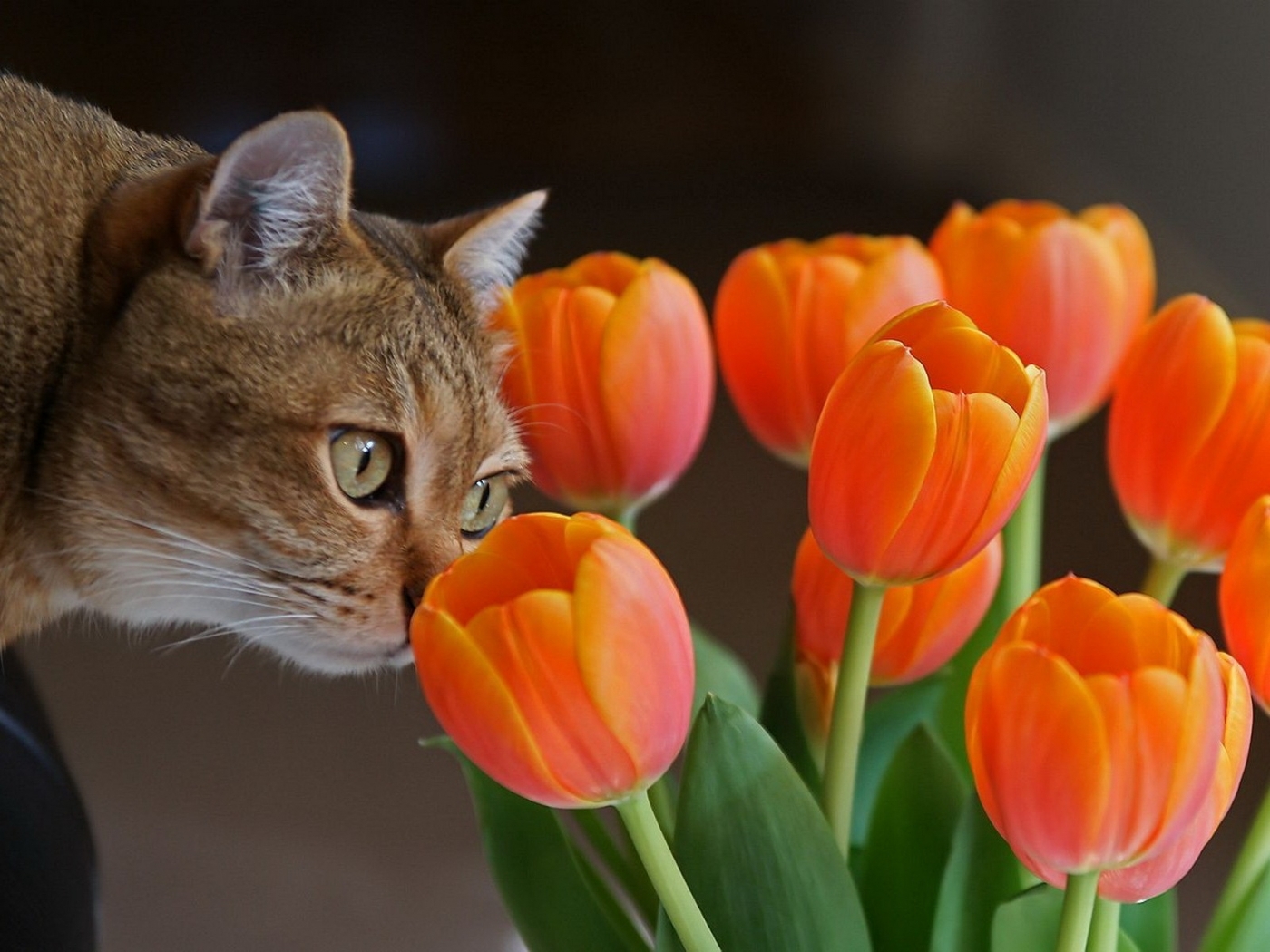 49101 завантажити шпалери рослини, квіти, тварини, кішки, тюльпани, помаранчевий - заставки і картинки безкоштовно