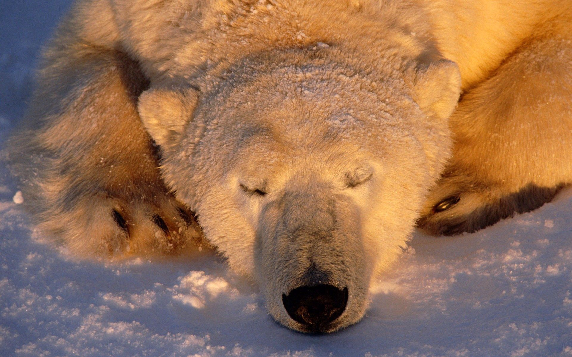 Download mobile wallpaper Muzzle, Dream, Sleep, Snow, Polar Bear, Animals, Bear for free.