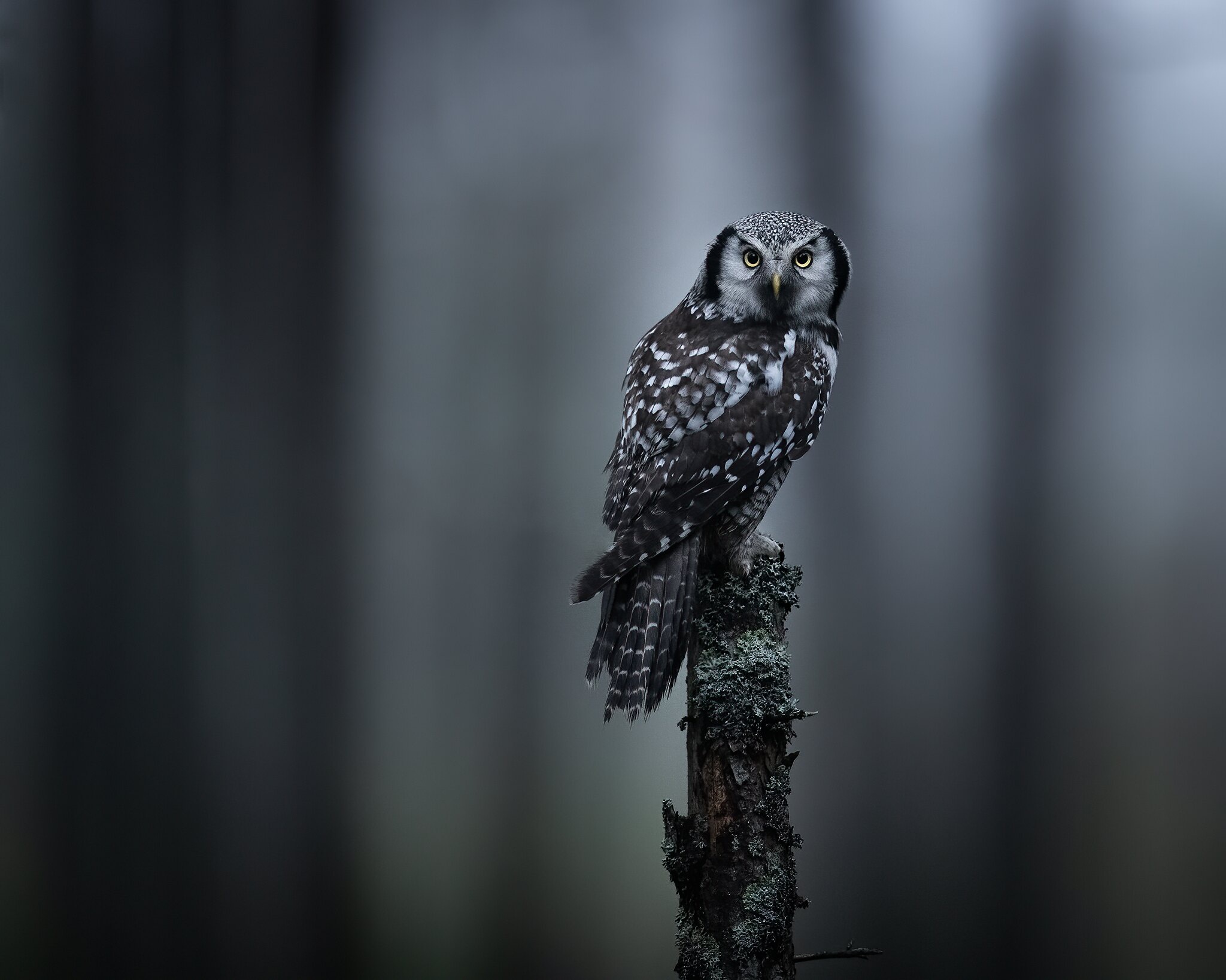 Free download wallpaper Owl, Birds, Animal on your PC desktop