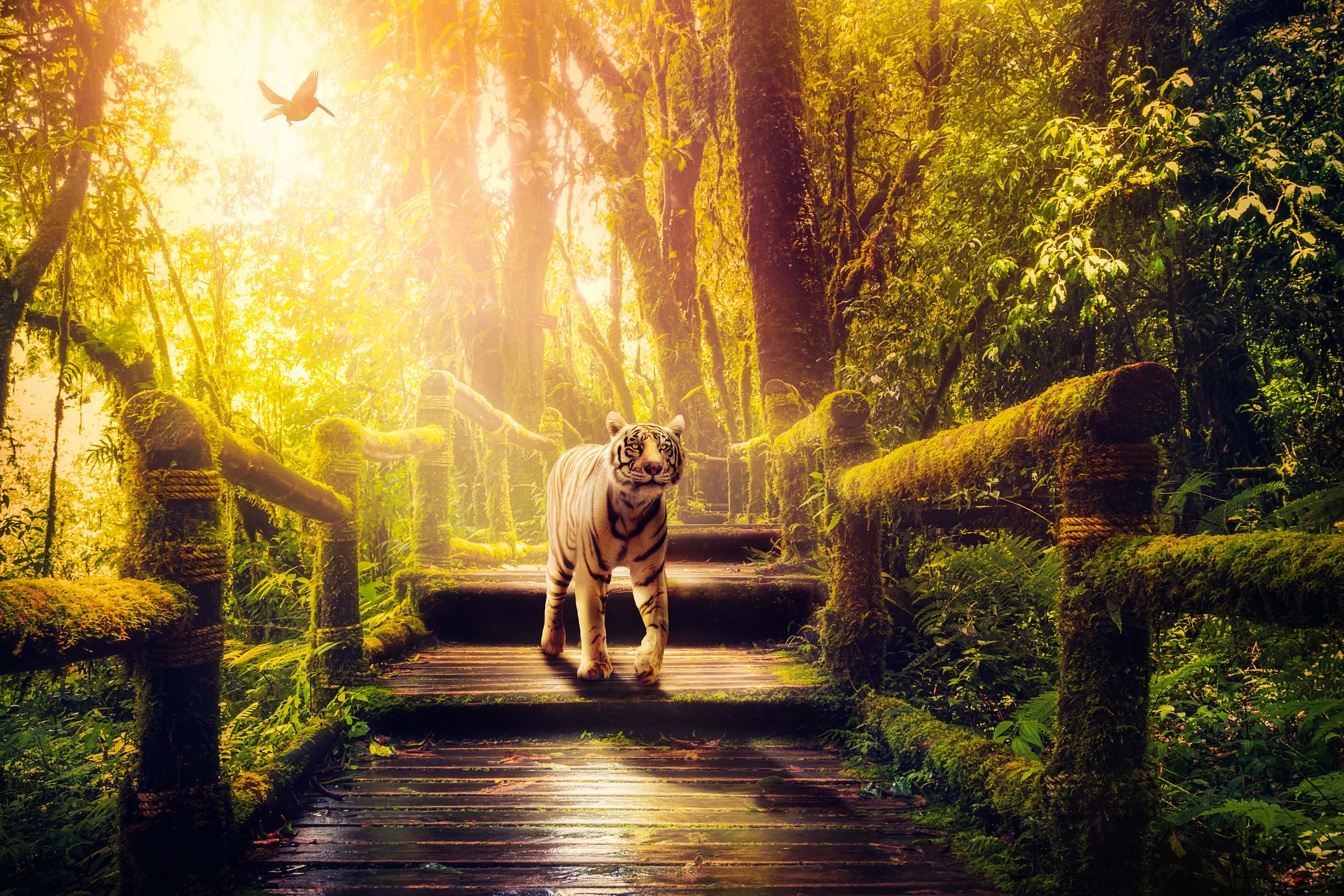 Download mobile wallpaper Cats, Tiger, Animal, Jungle for free.