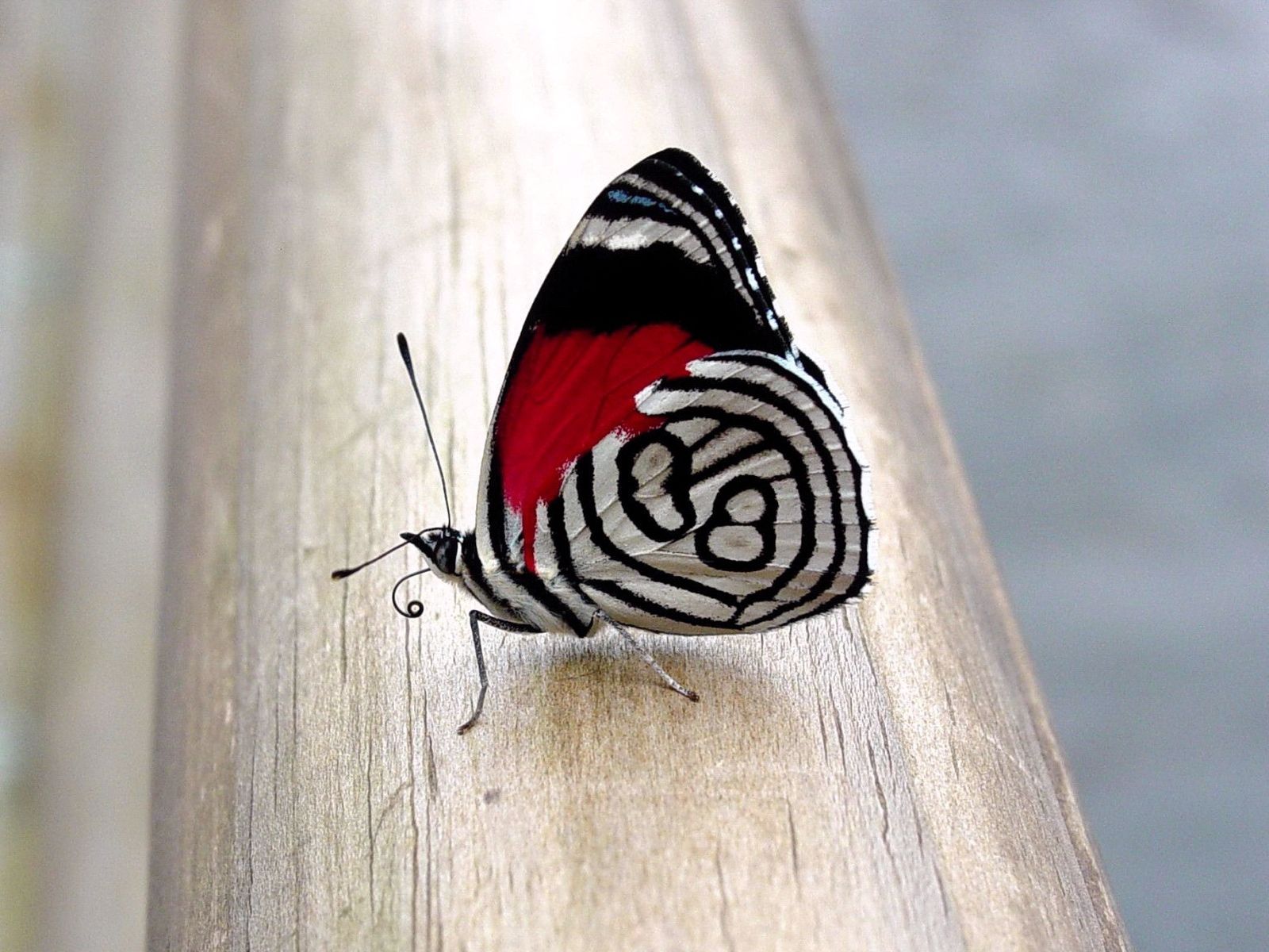 butterfly, patterns, macro, surface, wings Full HD