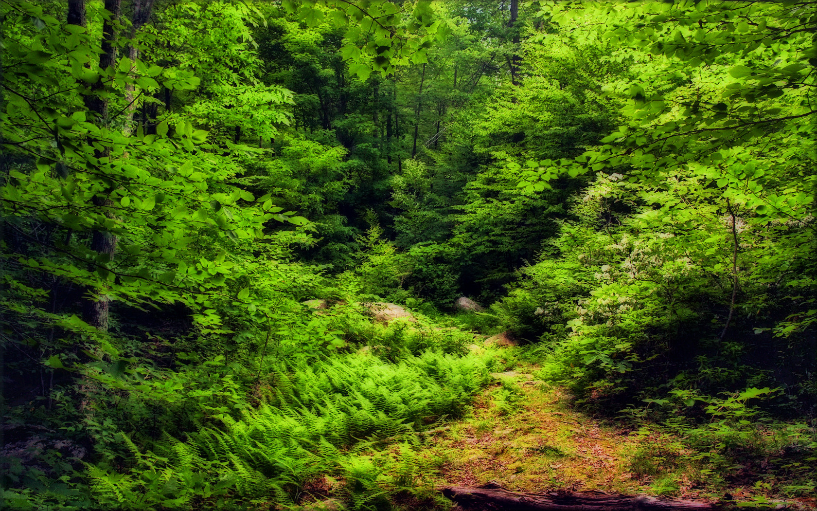 Baixar papel de parede para celular de Floresta, Terra/natureza gratuito.