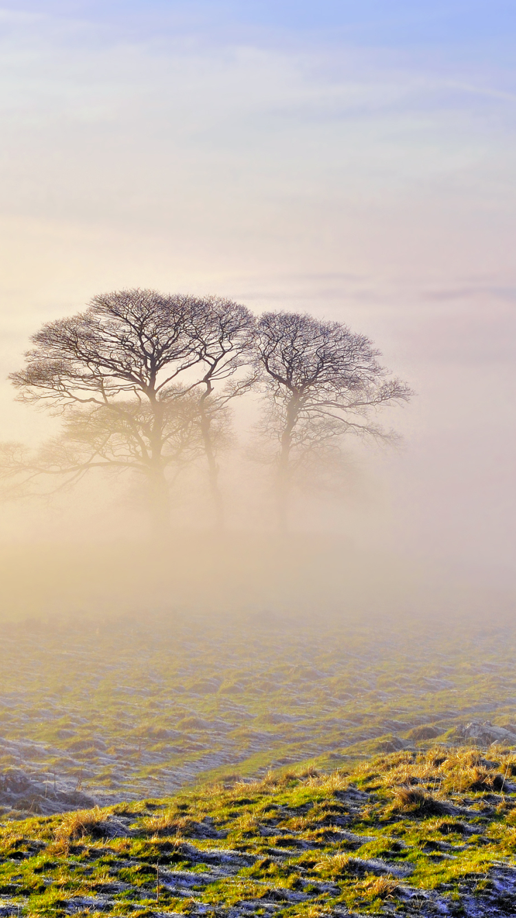 Download mobile wallpaper Landscape, Tree, Fog, Fall, Earth, Frost, Scenic for free.