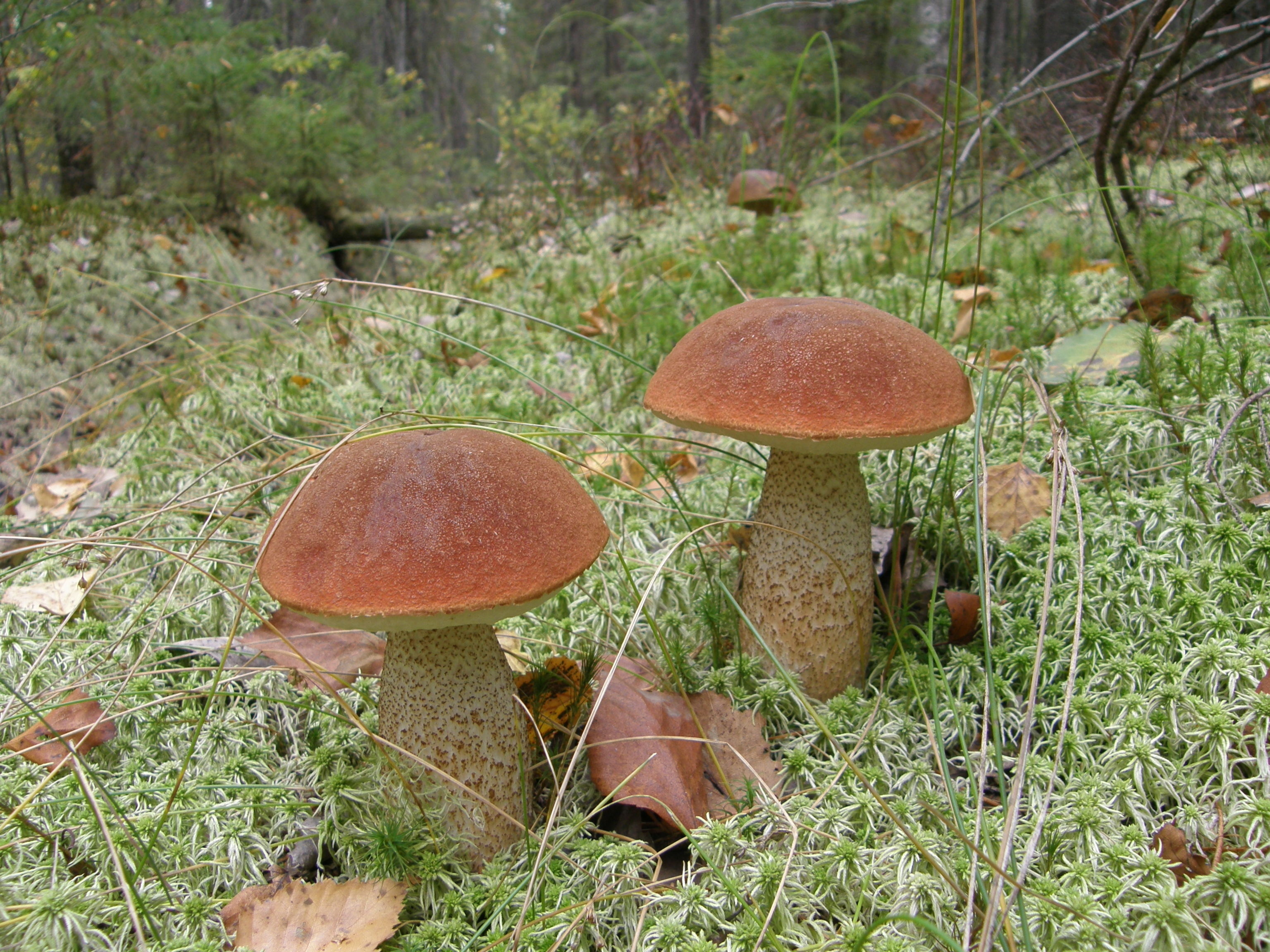 Téléchargez des papiers peints mobile Champignon, Terre/nature gratuitement.