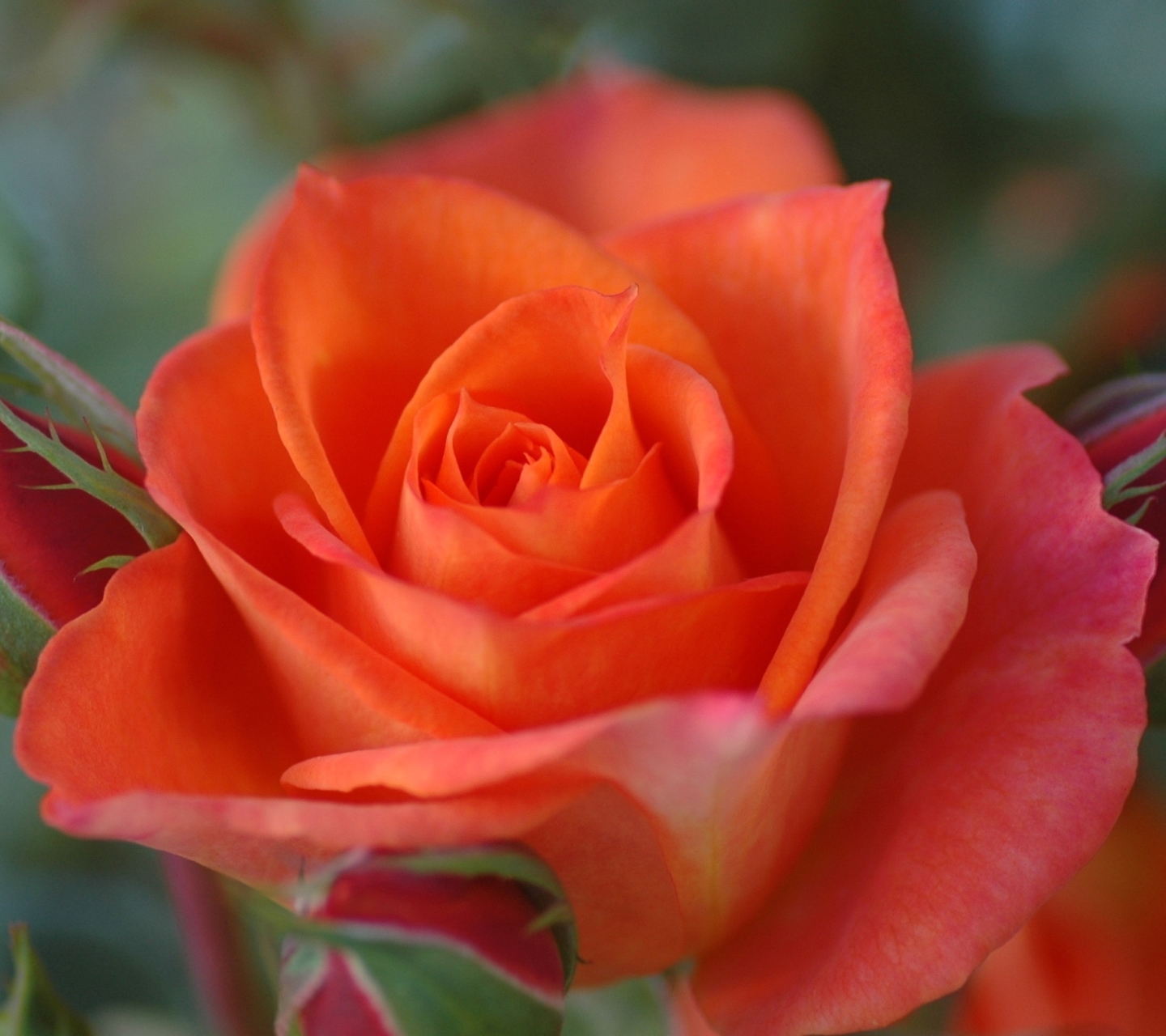 Скачать картинку Цветок, Роза, Крупный План, Земля/природа, Оранжевый Цветок, Флауэрсы в телефон бесплатно.
