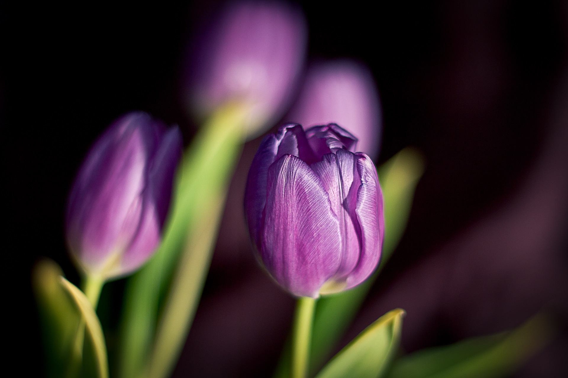 Download mobile wallpaper Flowers, Close Up, Buds, Tulips for free.