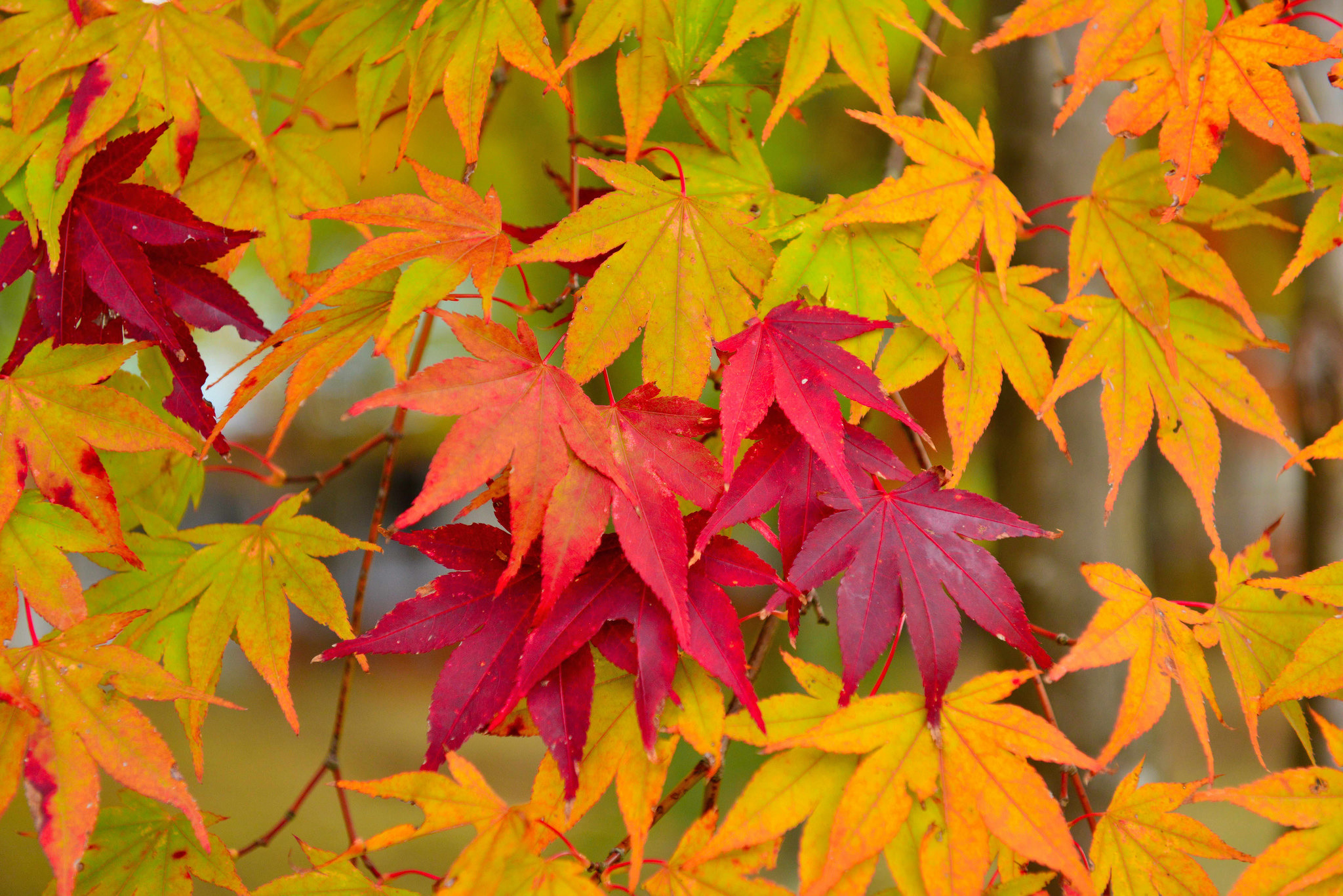 Handy-Wallpaper Herbst, Blatt, Erde/natur kostenlos herunterladen.