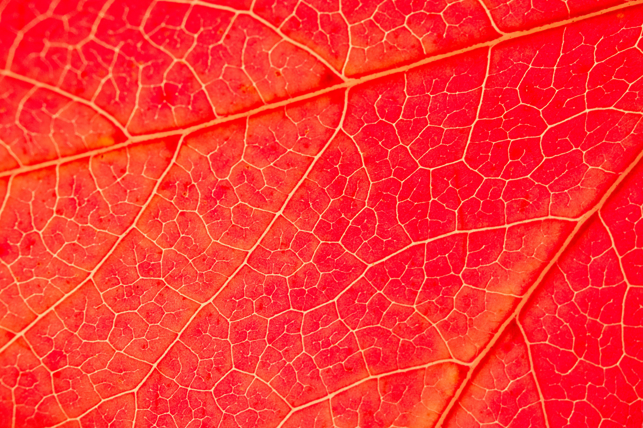 Download mobile wallpaper Macro, Leaf, Earth for free.