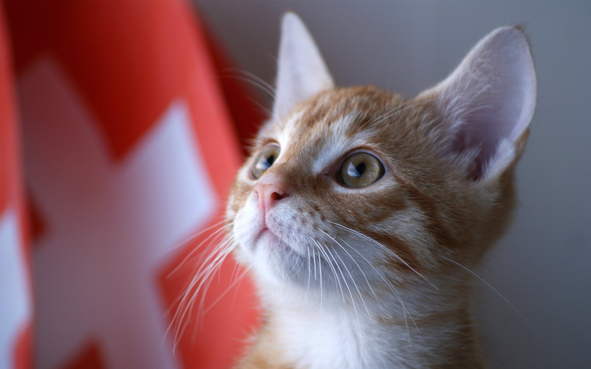 Téléchargez des papiers peints mobile Animaux, Chat gratuitement.