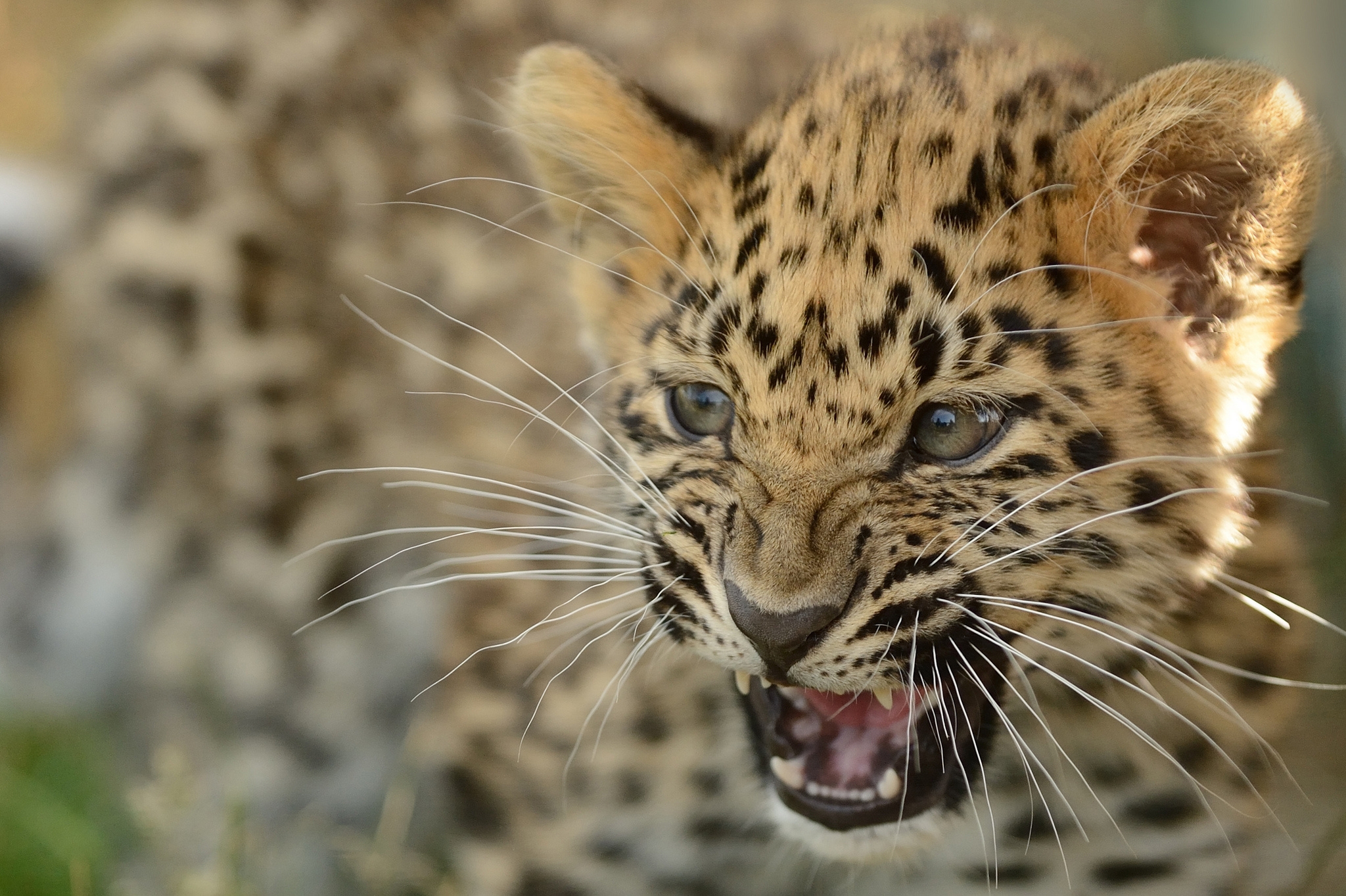 50403 Hintergrundbild herunterladen tiere, fernöstlicher leopard, amur leopard, junge, kalb, kätzchen, leopard, aggression, grinsen, grin - Bildschirmschoner und Bilder kostenlos
