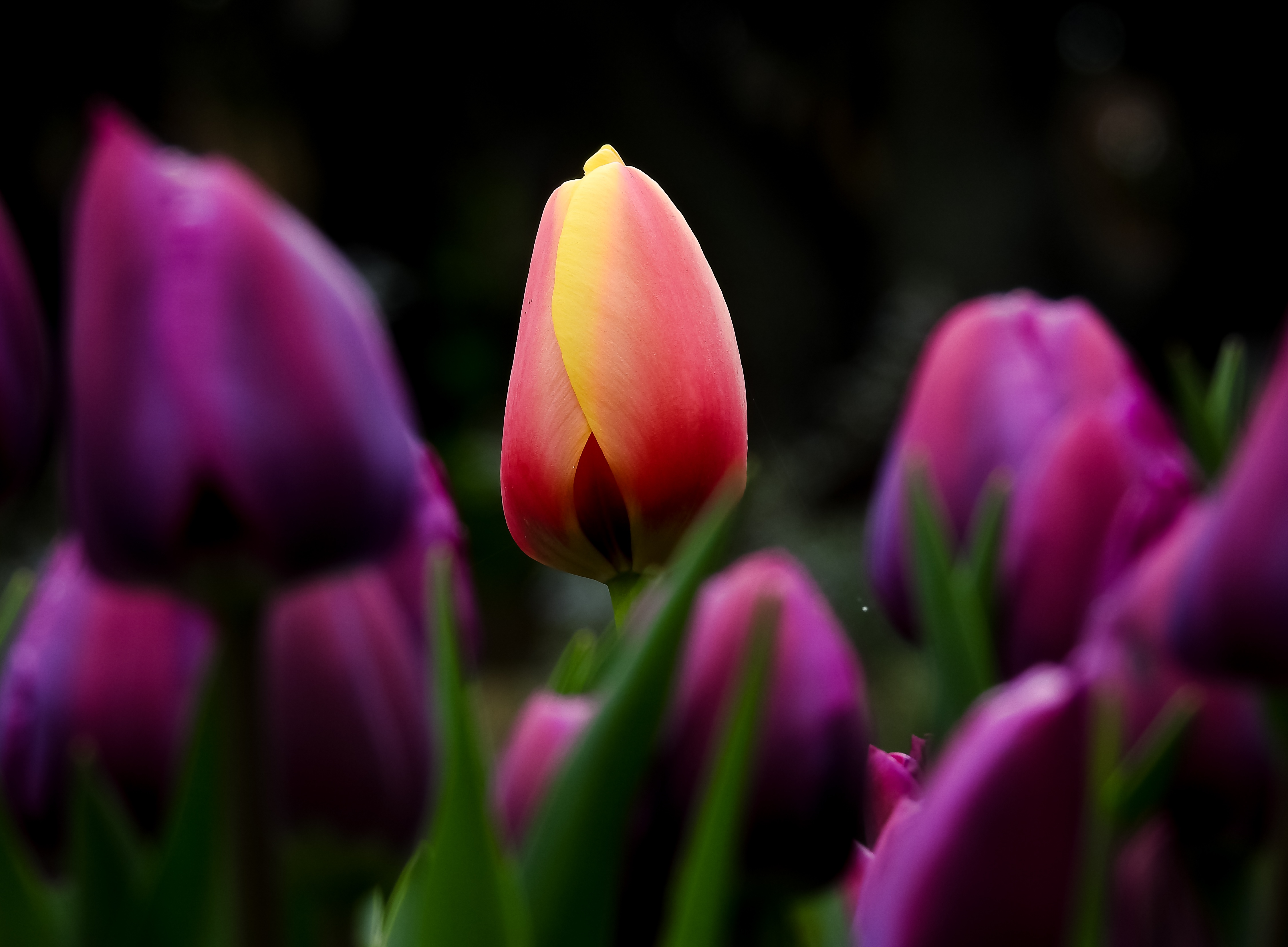 Descarga gratuita de fondo de pantalla para móvil de Naturaleza, Flores, Flor, Tulipán, Flor Purpura, Tierra/naturaleza, Macrofotografía.