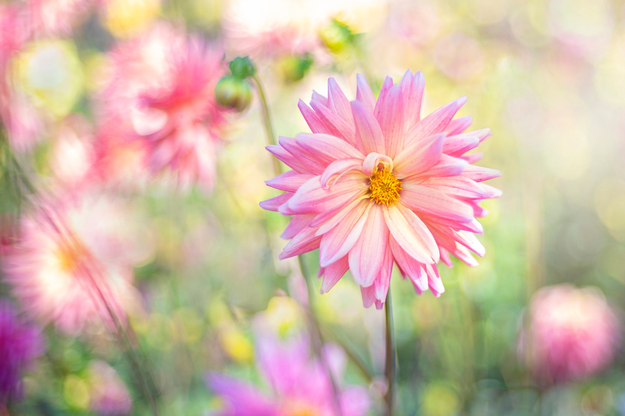 Laden Sie das Blumen, Sommer, Blume, Dahlien, Erde/natur, Pinke Blume-Bild kostenlos auf Ihren PC-Desktop herunter