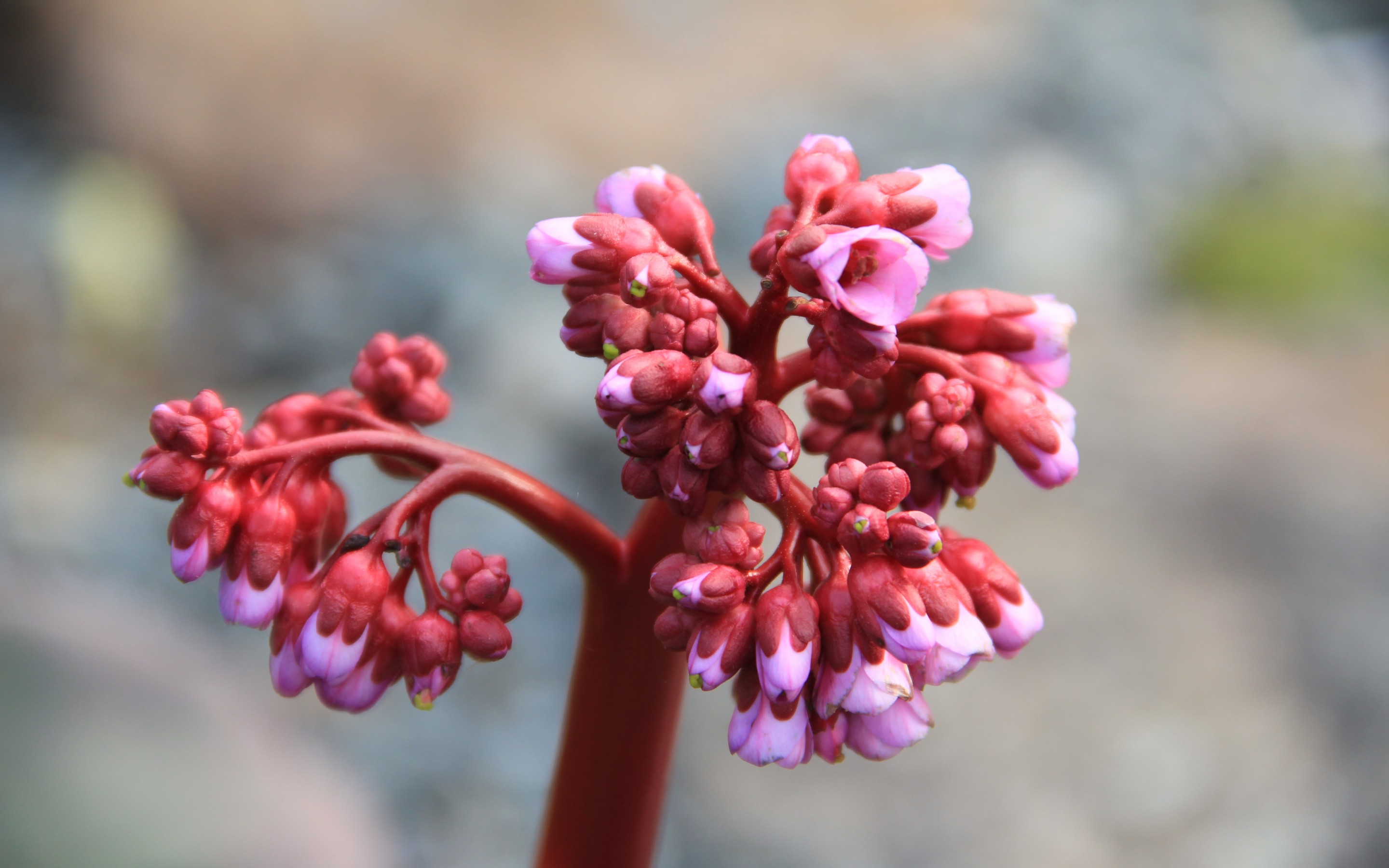 Descarga gratis la imagen Flores, Flor, Tierra/naturaleza en el escritorio de tu PC