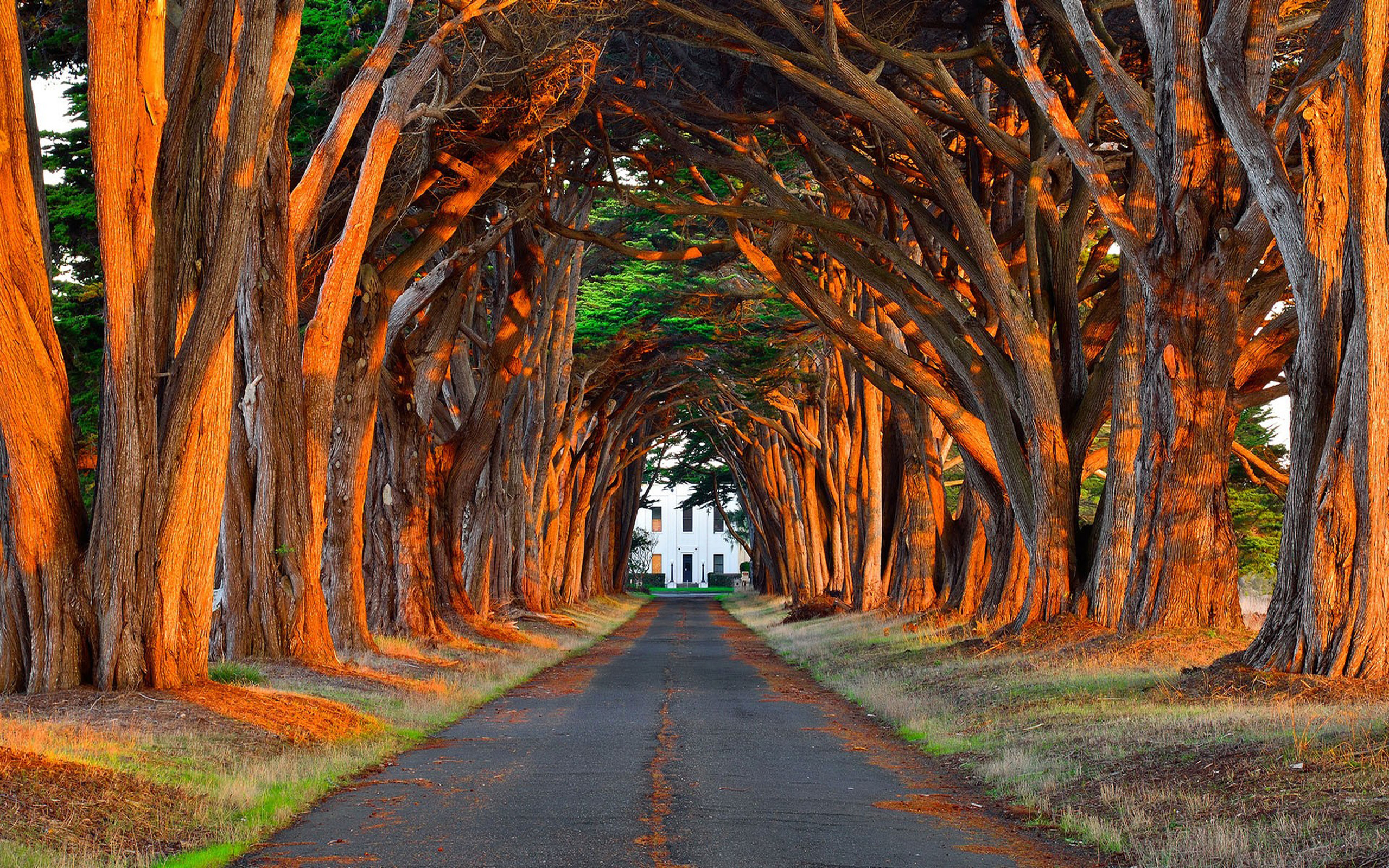 Laden Sie das Straße, Baum, Menschengemacht-Bild kostenlos auf Ihren PC-Desktop herunter