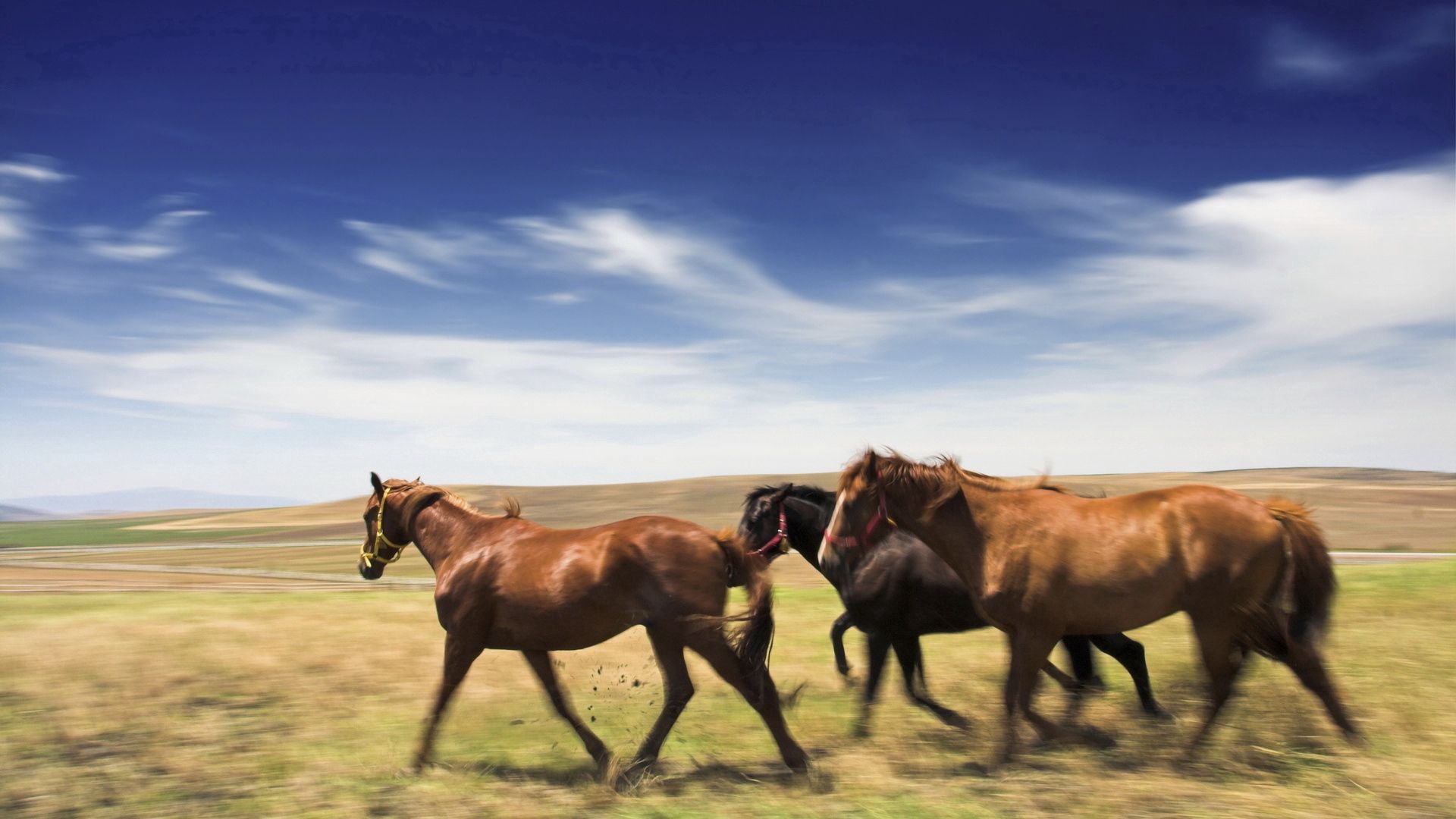 Handy-Wallpaper Tiere, Geschwindigkeit, Wiese, Pferde kostenlos herunterladen.