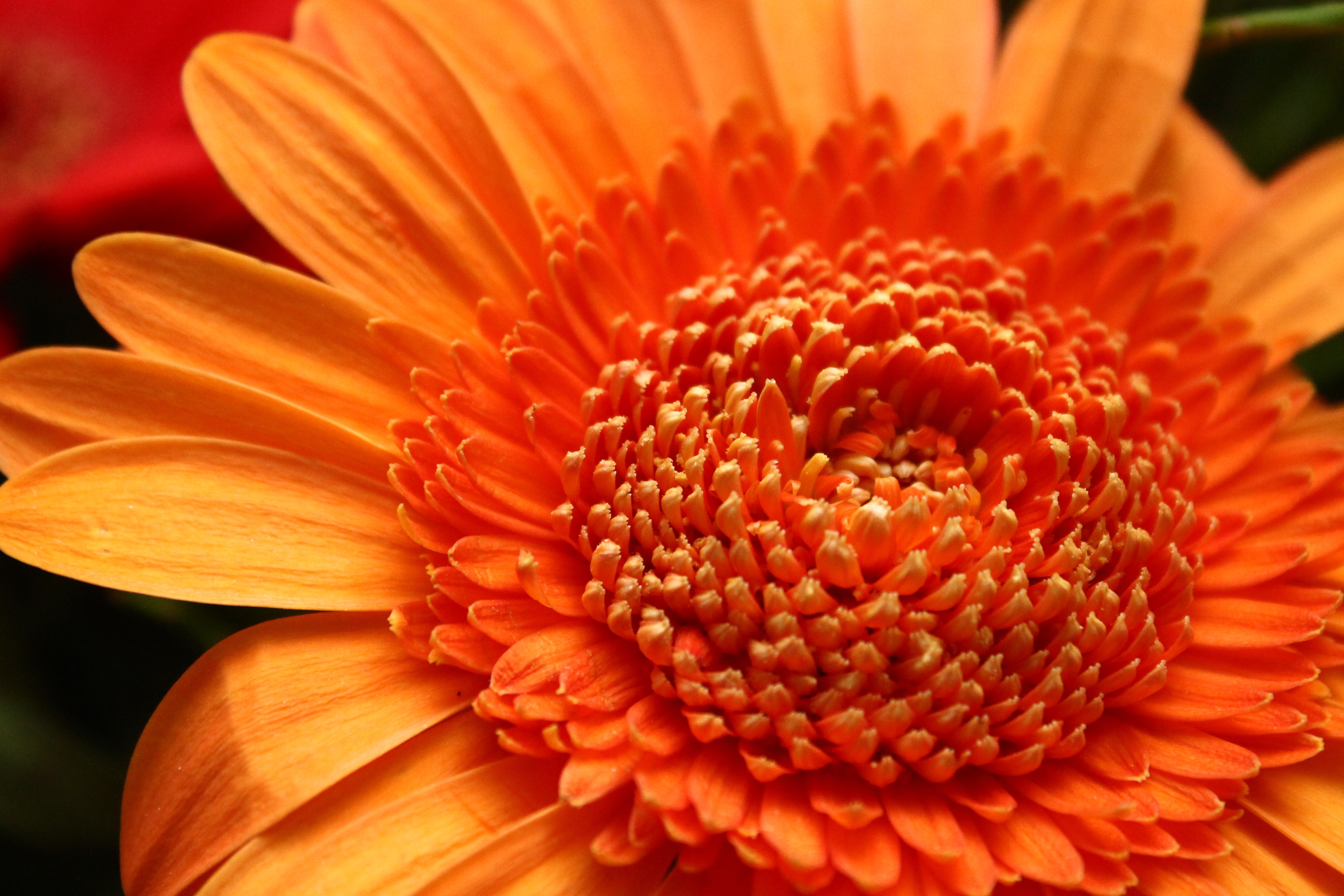 Laden Sie das Blumen, Blume, Makro, Erde/natur, Orangene Blume-Bild kostenlos auf Ihren PC-Desktop herunter