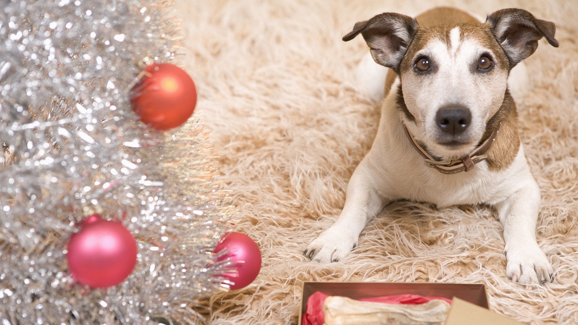 55185 скачать картинку новый год, животные, собака, ковер - обои и заставки бесплатно